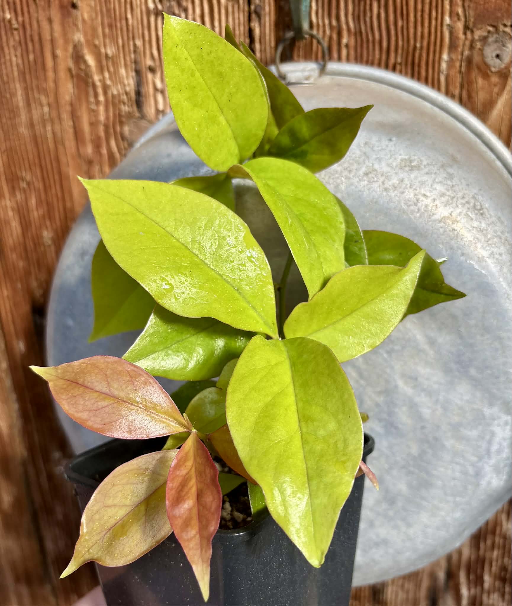 Pereskia aculeata var. godseffiana (Barbados Gooseberry) - 1 potted plant / 1 getopfte Pflanze