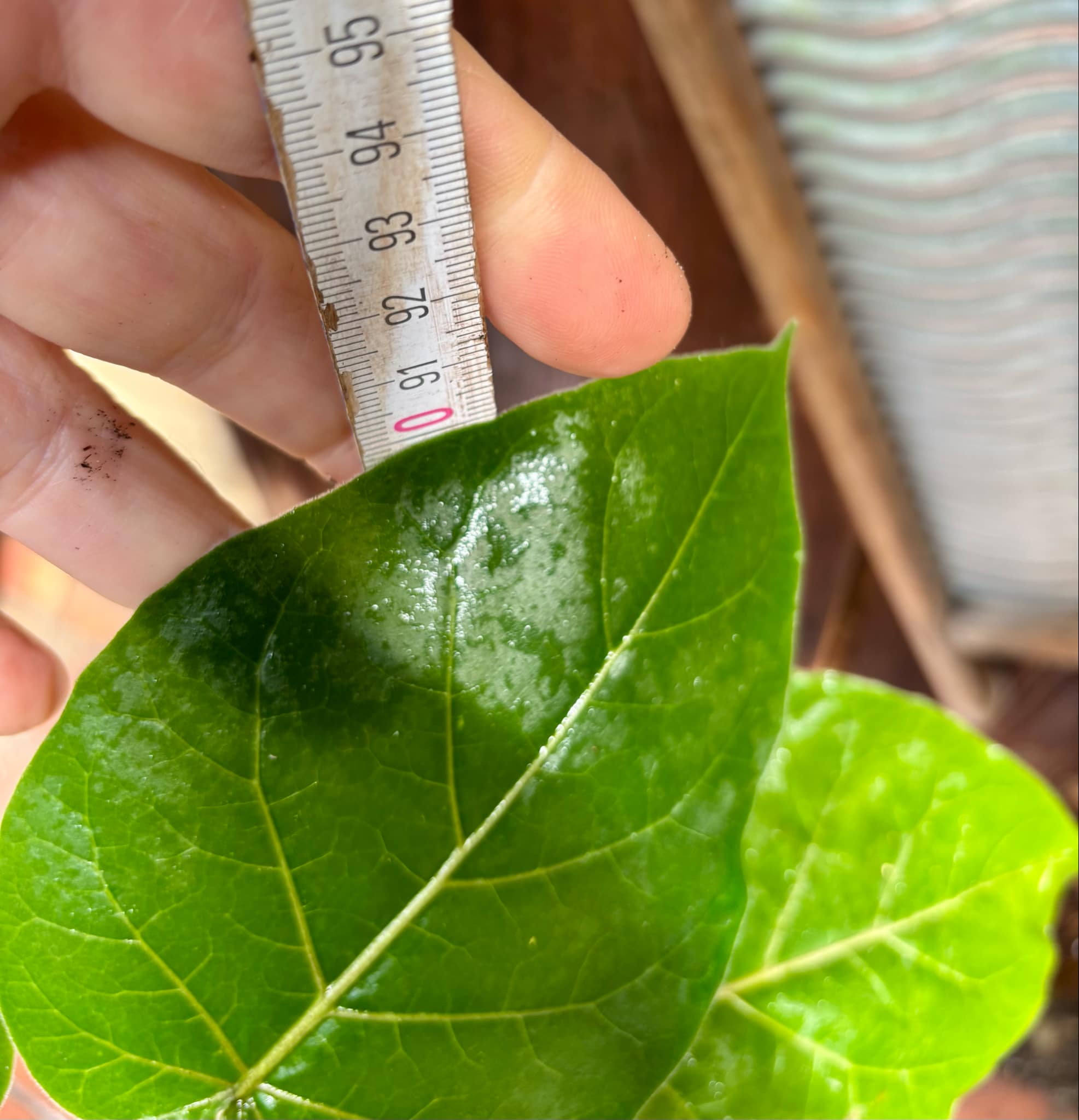 Tamarillo var. Madeira (Solanum betaceum) - 1 potted plant / 1 getopfte Pflanze