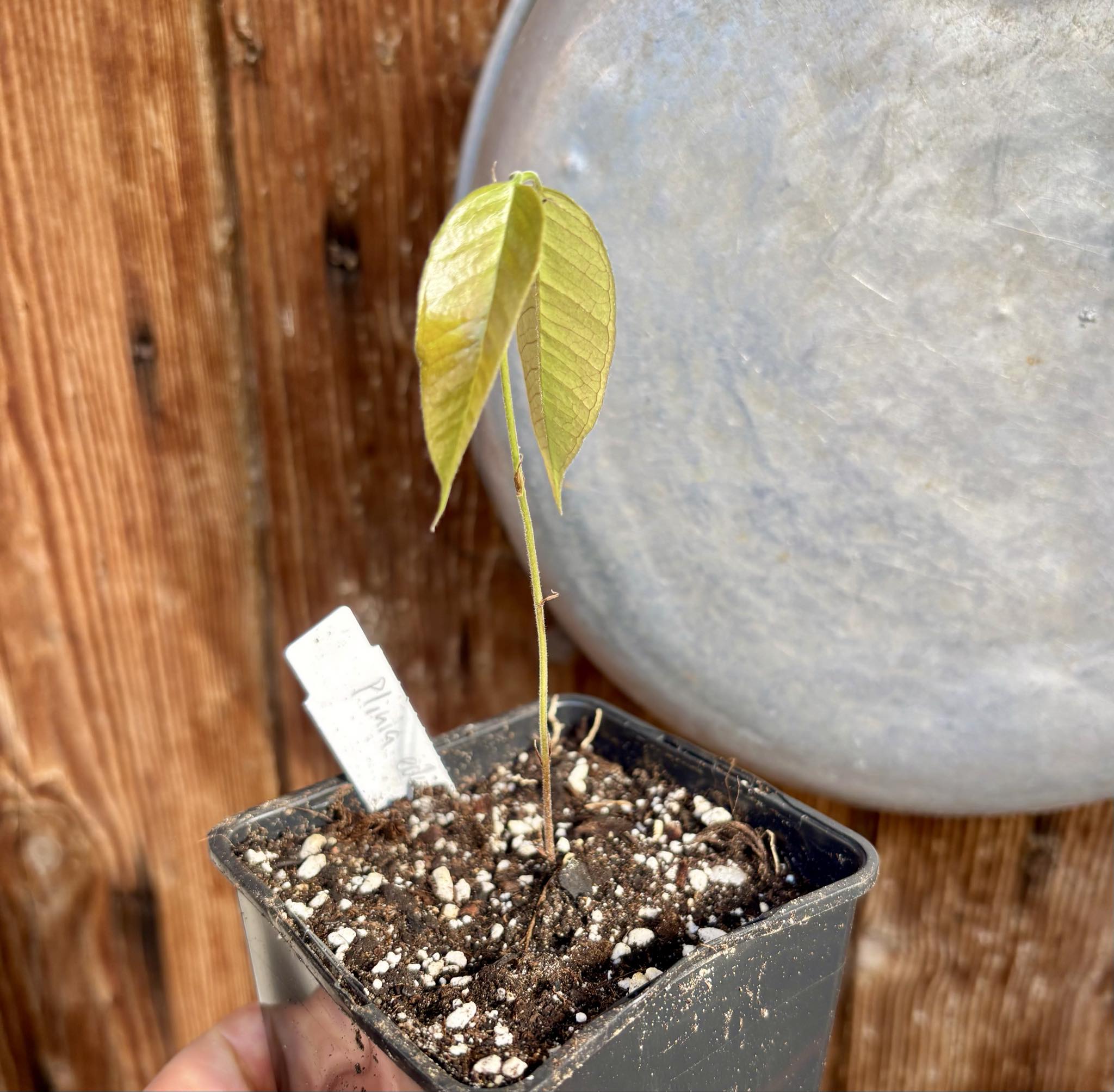 Plinia edulis - 1 small potted seedling / 1 kleiner, getopfter Sämling