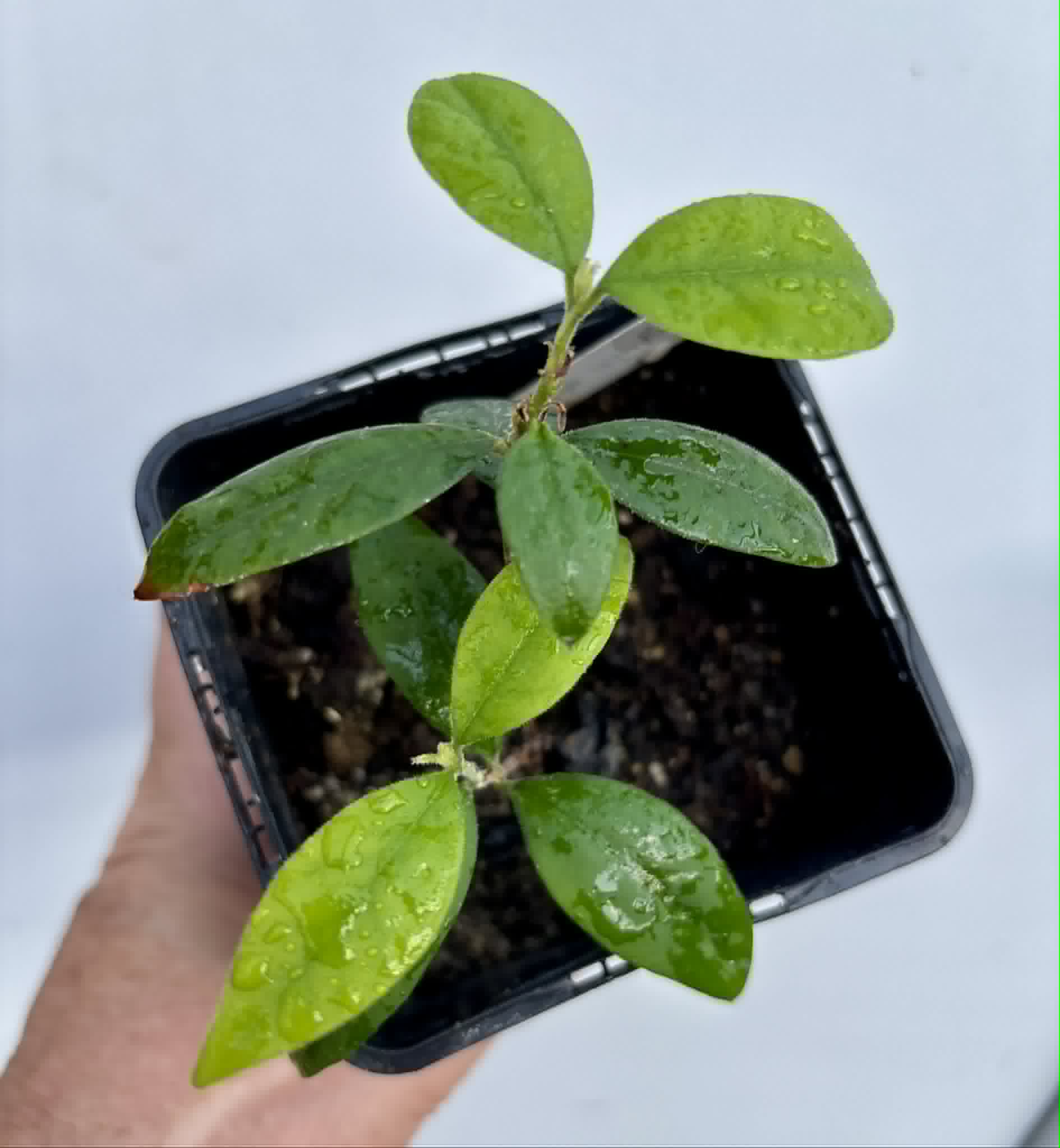 Eugenia oblongata - 1 potted plant / 1 getopfte Pflanze