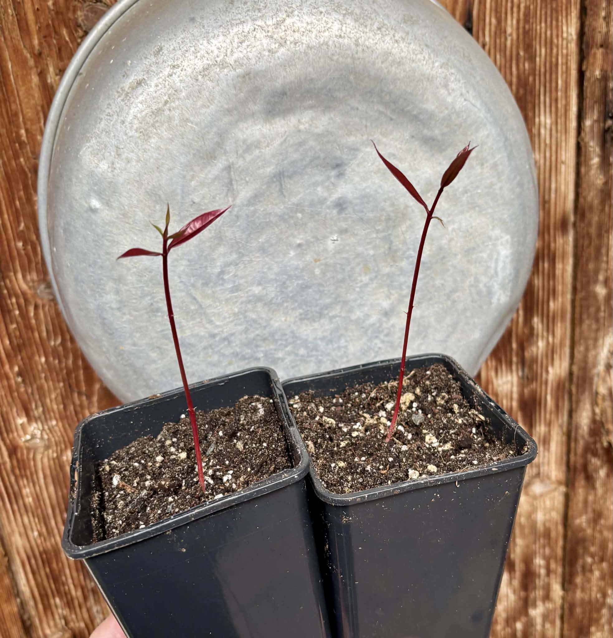 Syzygium rubrocarpum - 1 potted plant / 1 getopfte Pflanze