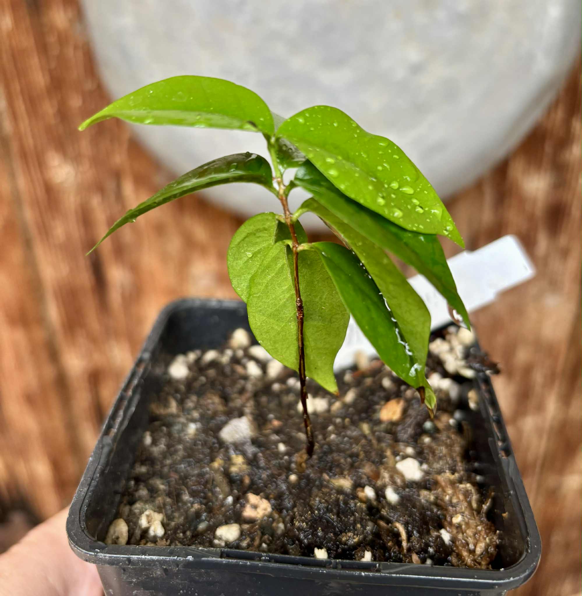 Eugenia uniflora var. black - cultivated variety / 1 potted plant / 1 getopfte Pflanze