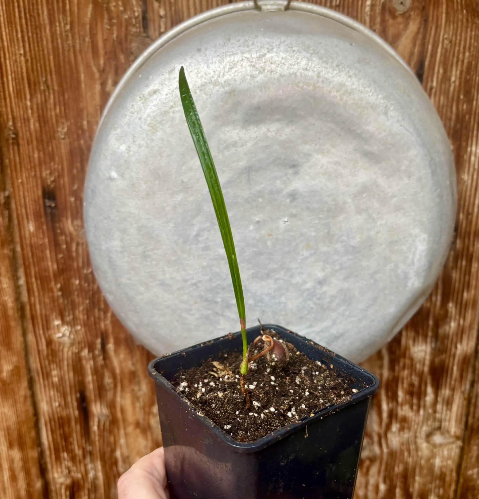 Coco de Raposa (Syagrus werdermannii) -  1 potted plant / 1 getopfte Pflanze