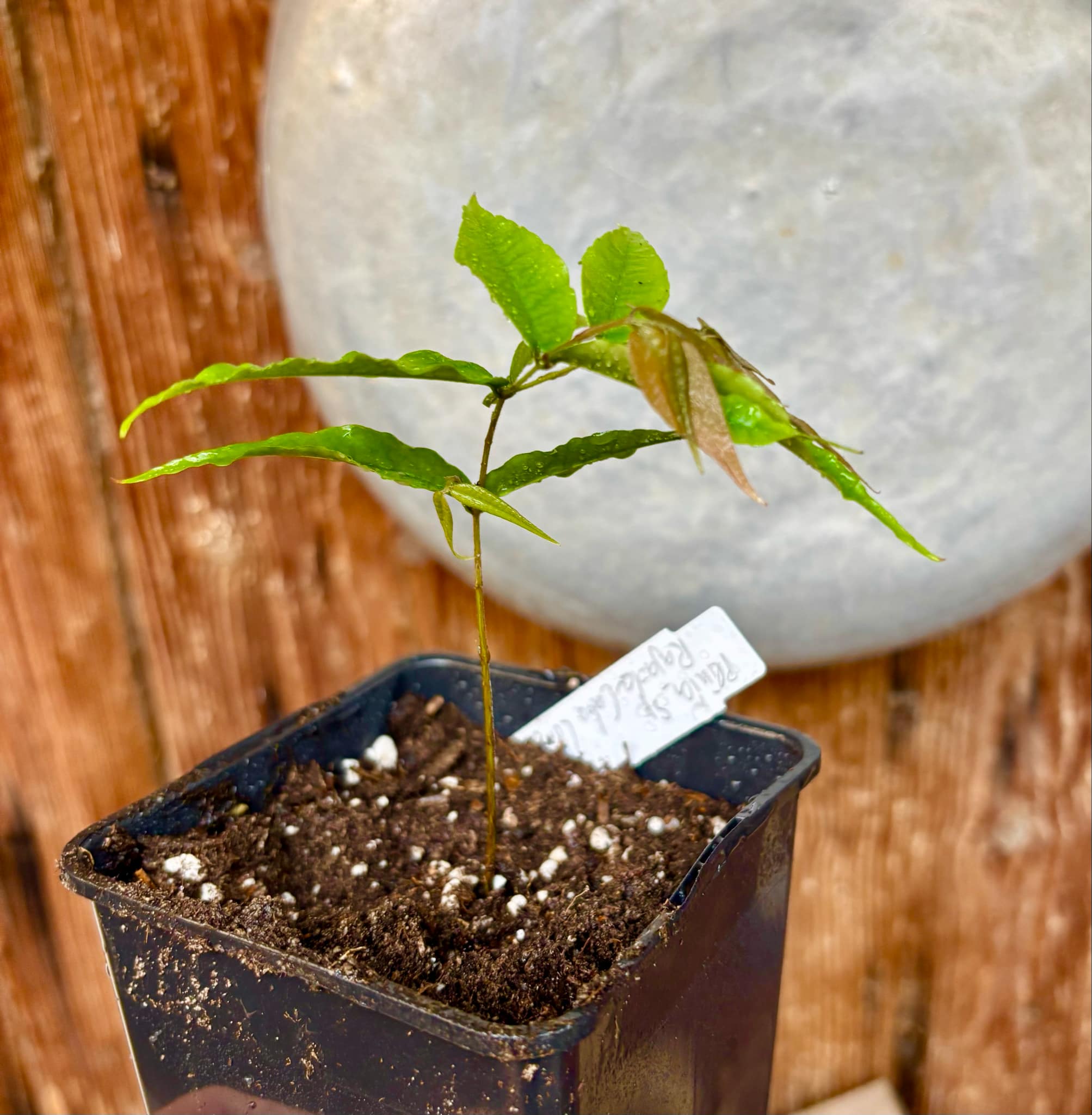 Jaboticaba - Plinia sp Rajada Cabo longo verde - 1 small potted seedling / 1 kleiner, getopfter Sämling Jaboticaba - Plinia sp Rajada Cabo longo verde - 1 small potted seedling / 1 kleiner, getopfter Sämling