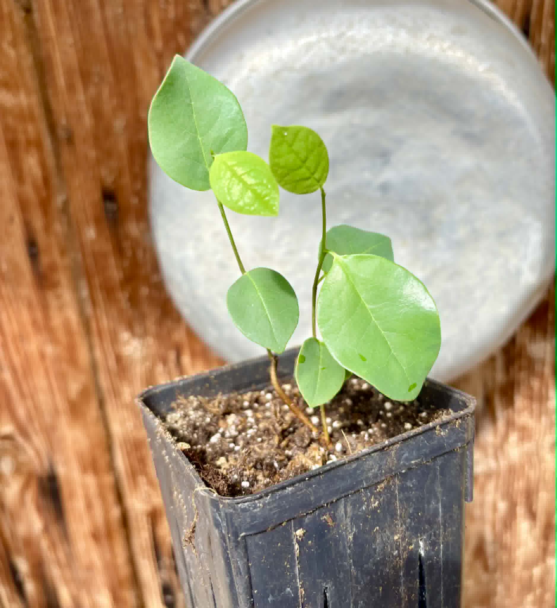 Araticum Pinha (Annona vepretorum)  - 1 potted plant / 1 getopfte Pflanze