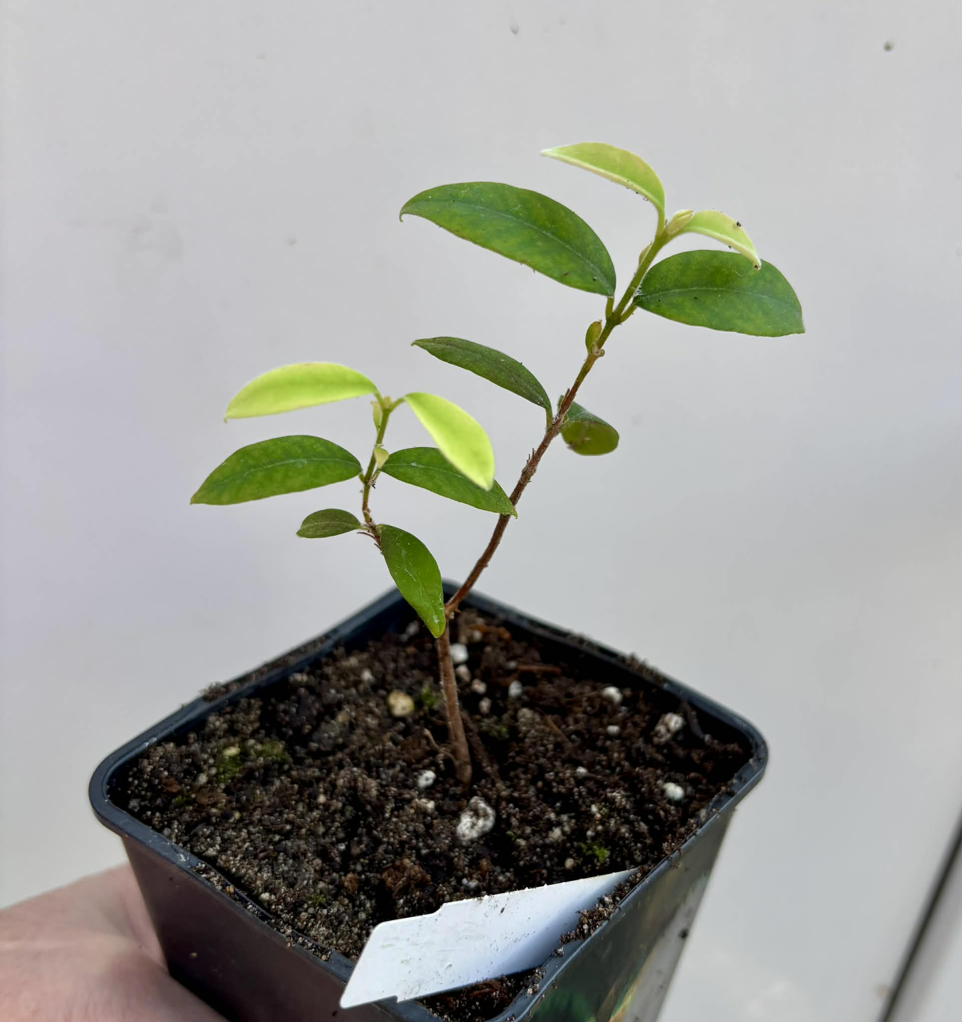 Eugenia oblongata - 1 potted plant / 1 getopfte Pflanze