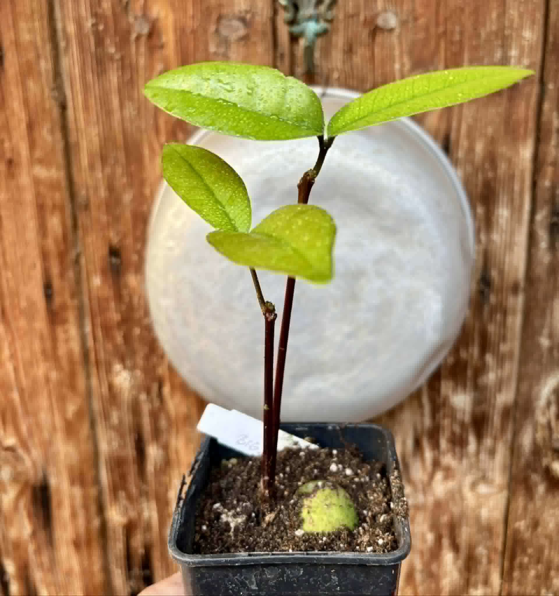 Eugenia sp Maca BIG -  1 potted seedling / 1 getopfter Sämling