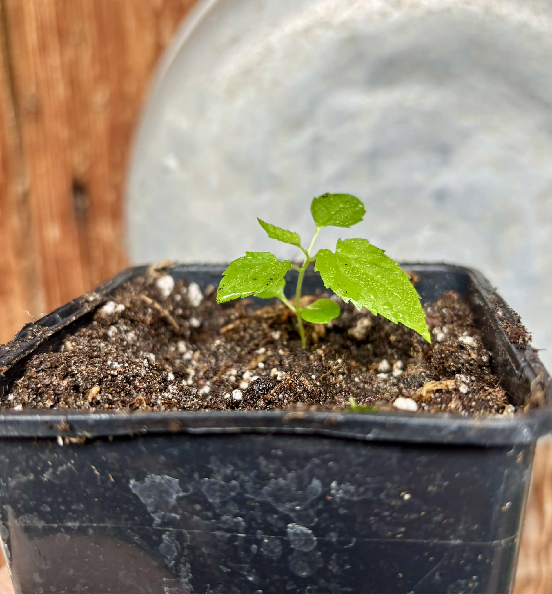 Guaí (Prockia crucis) - 1 potted seedling / 1 getopfter Sämling