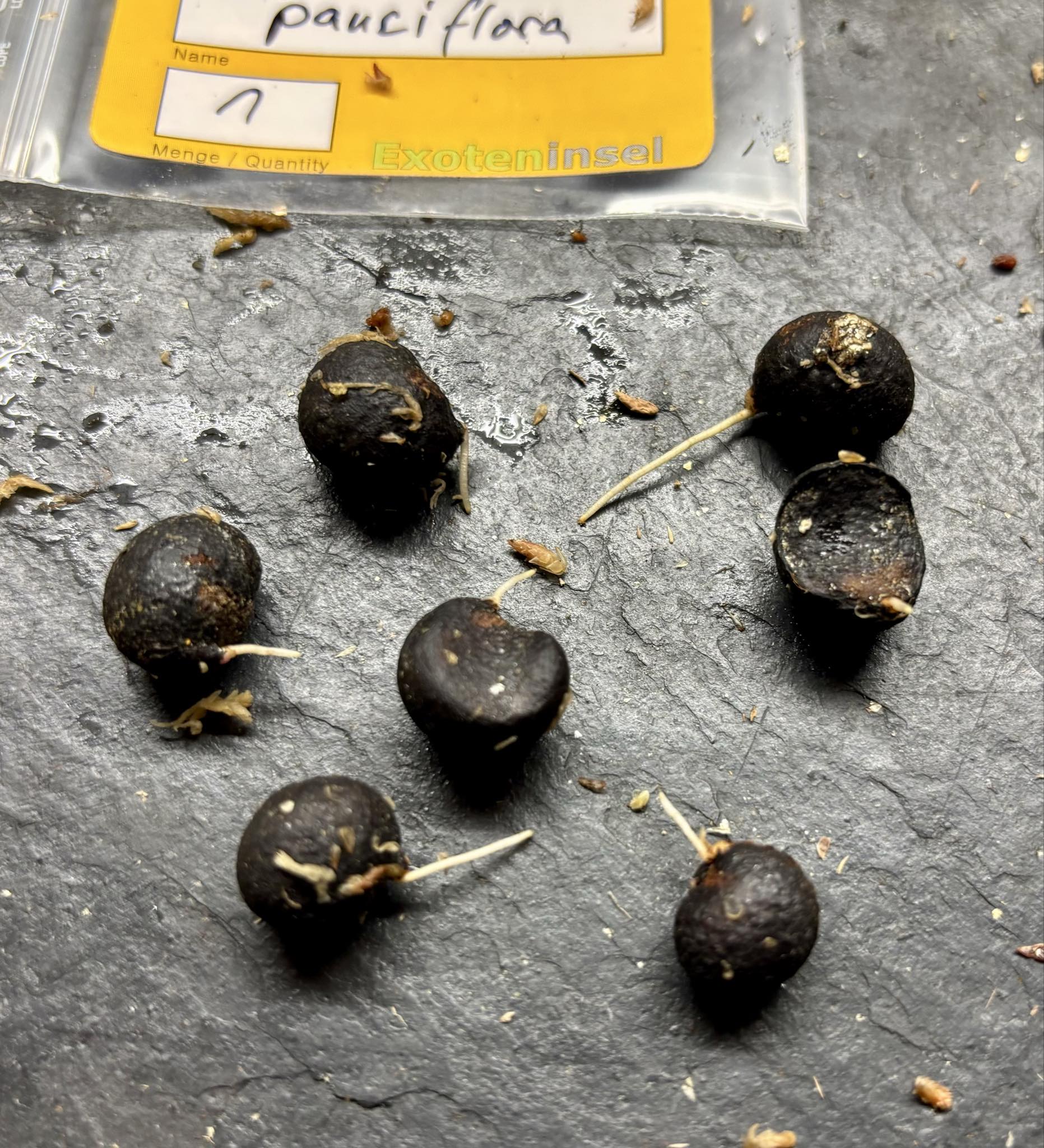 Eugenia pauciflora - 1 germinated seed / 1 gekeimter Samen Eugenia pauciflora - 1 germinated seed / 1 gekeimter Samen