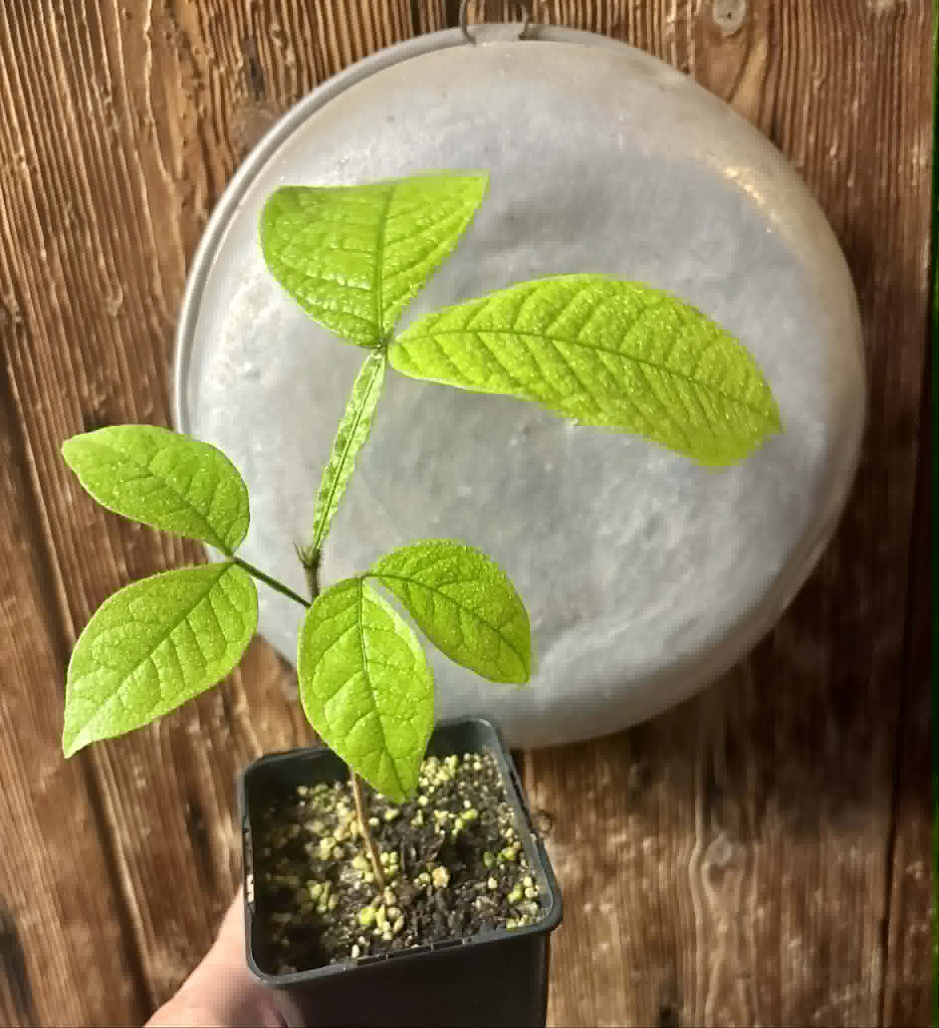 Inga aptera  - 1 potted seedling / 1 getopfter Sämling
