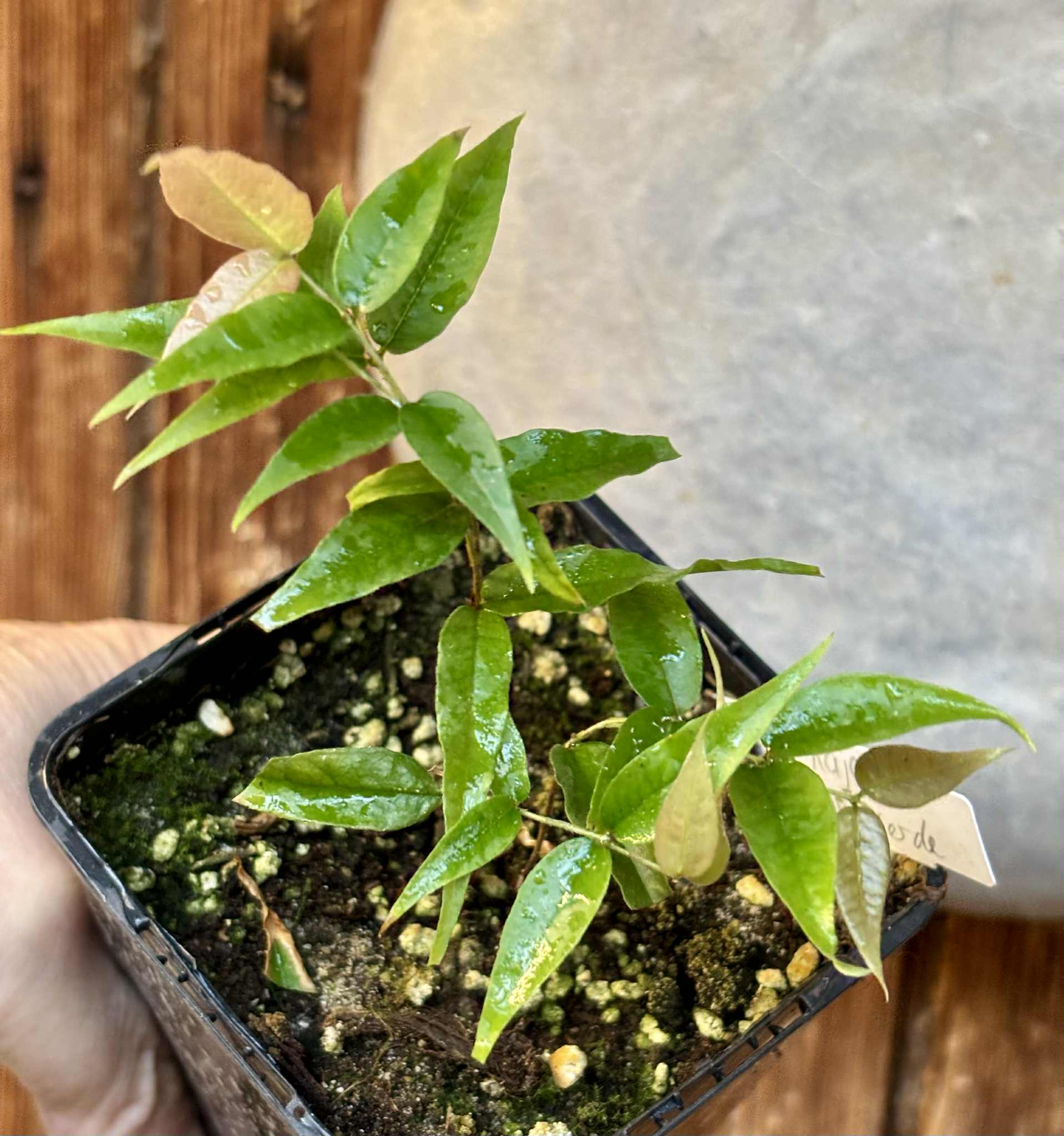 4 from one seed - Jaboticaba - Plinia sp Rajada Cabo longo verde - 1 potted seedling / 1 getopfter Sämling 4 from one seed - Jaboticaba - Plinia sp Rajada Cabo longo verde - 1 potted seedling / 1 getopfter Sämling