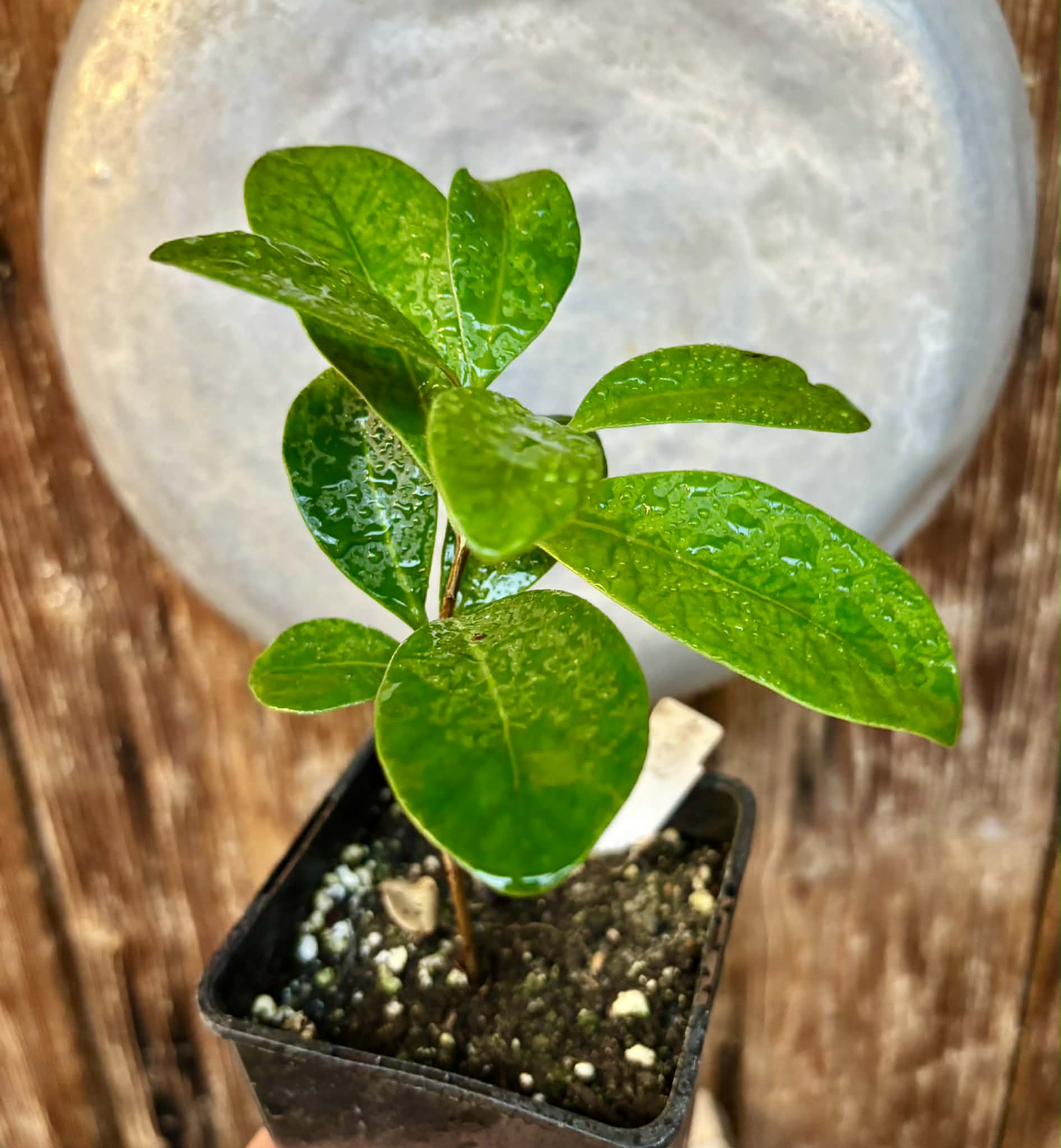 Myrcia sp Jequitinhonha - 1 potted seedling / 1 getopfter Sämling