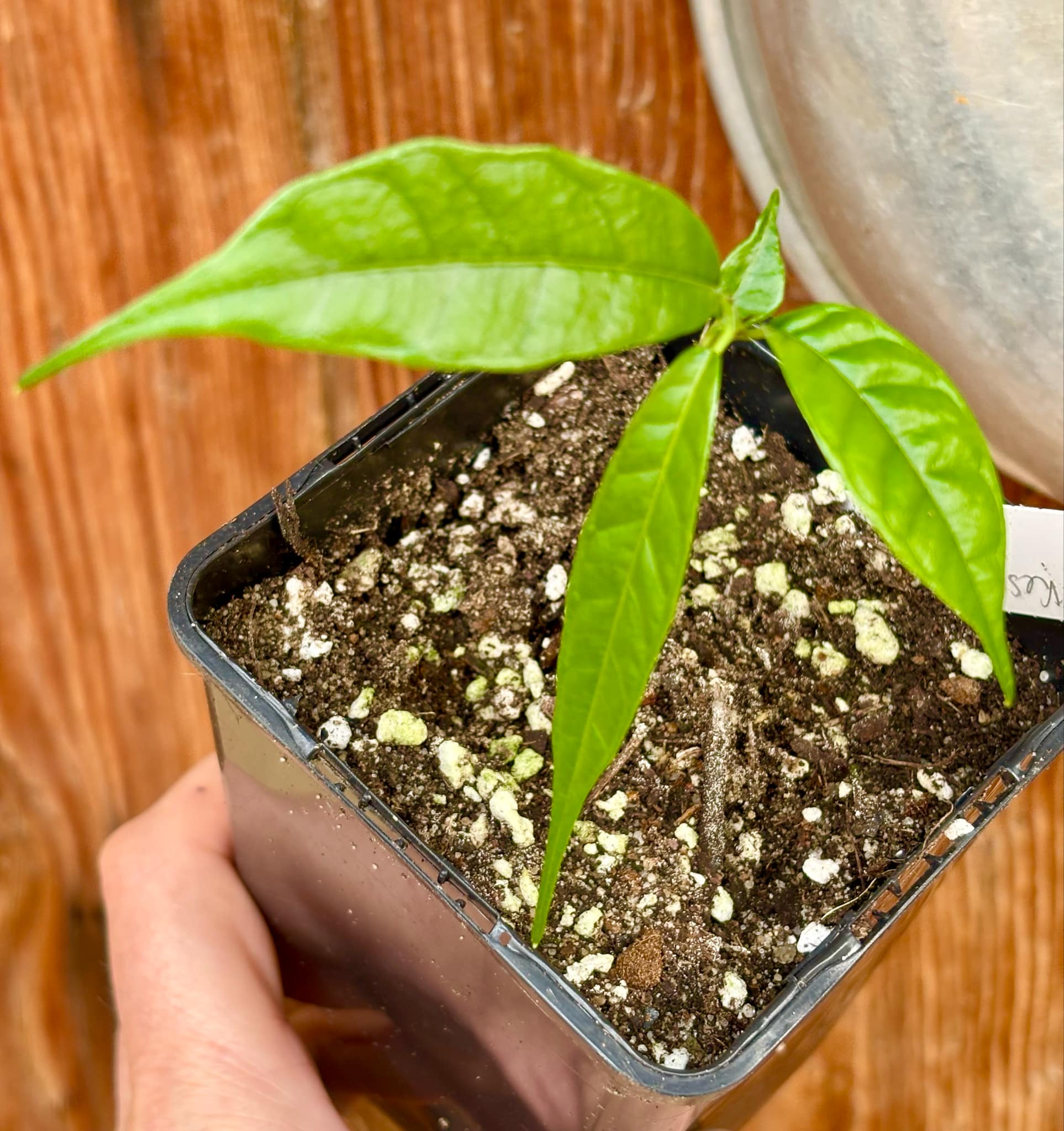 Kesusu (Prainea limpato) - 1 small potted seedling / 1 kleiner, getopfter Sämling