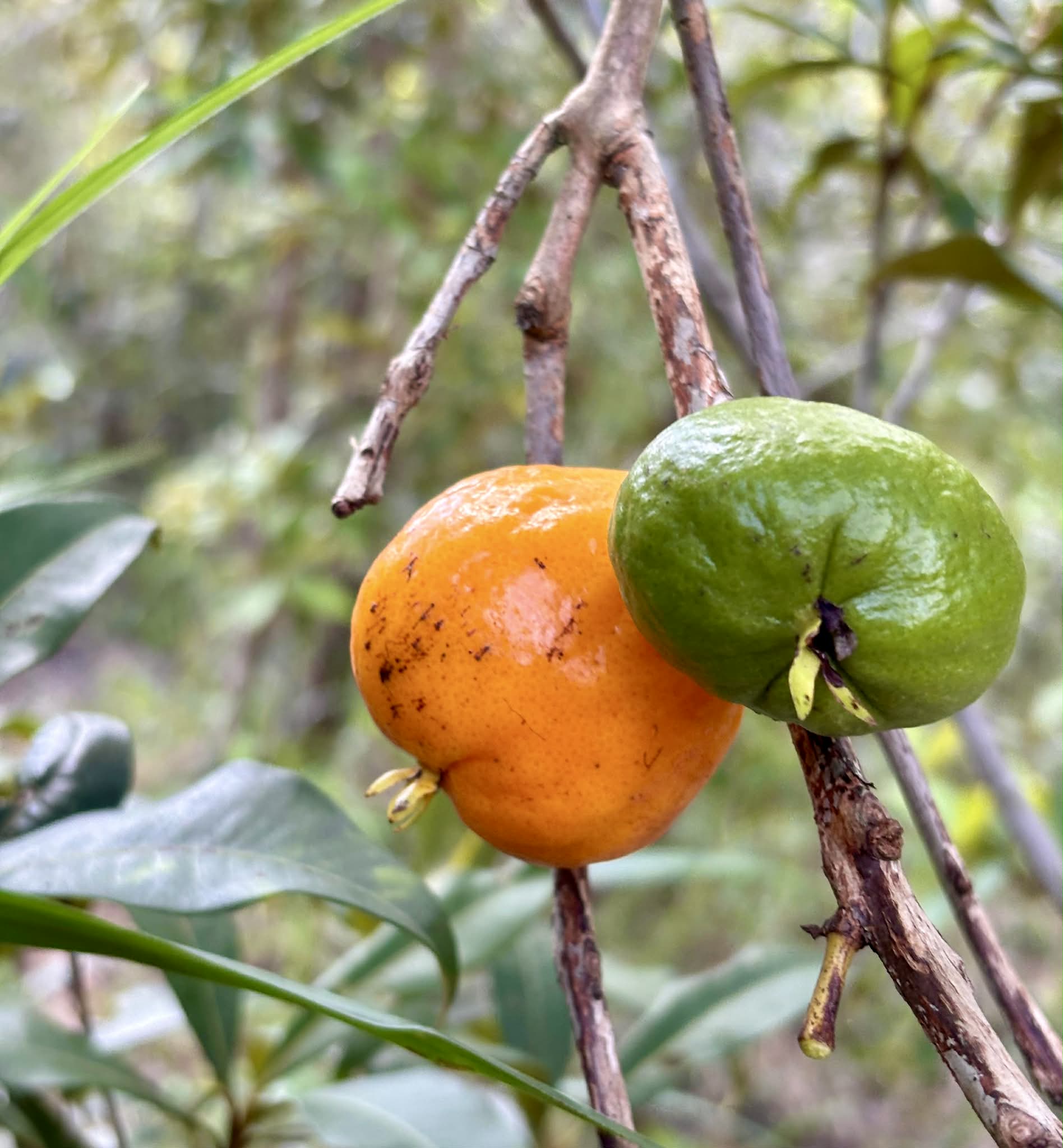 Pre Order - Eugenia sp Plinioides -  1 fresh seed / 1 frischer Samen