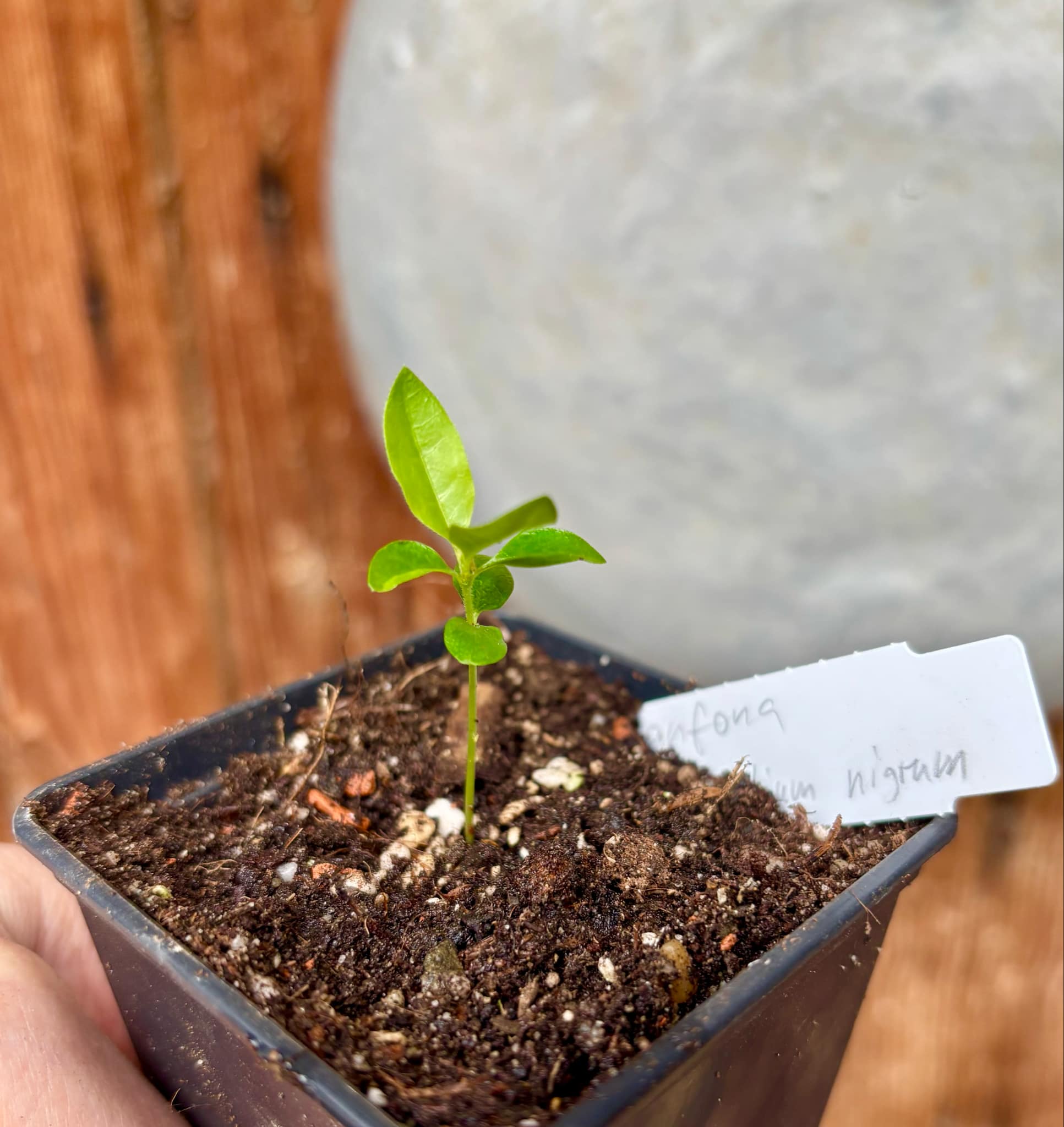 Sanfona (Melanopsidium nigrum) - 1 small potted seedling / 1 kleiner, getopfter Sämling Sanfona (Melanopsidium nigrum) - 1 small potted seedling / 1 kleiner, getopfter Sämling