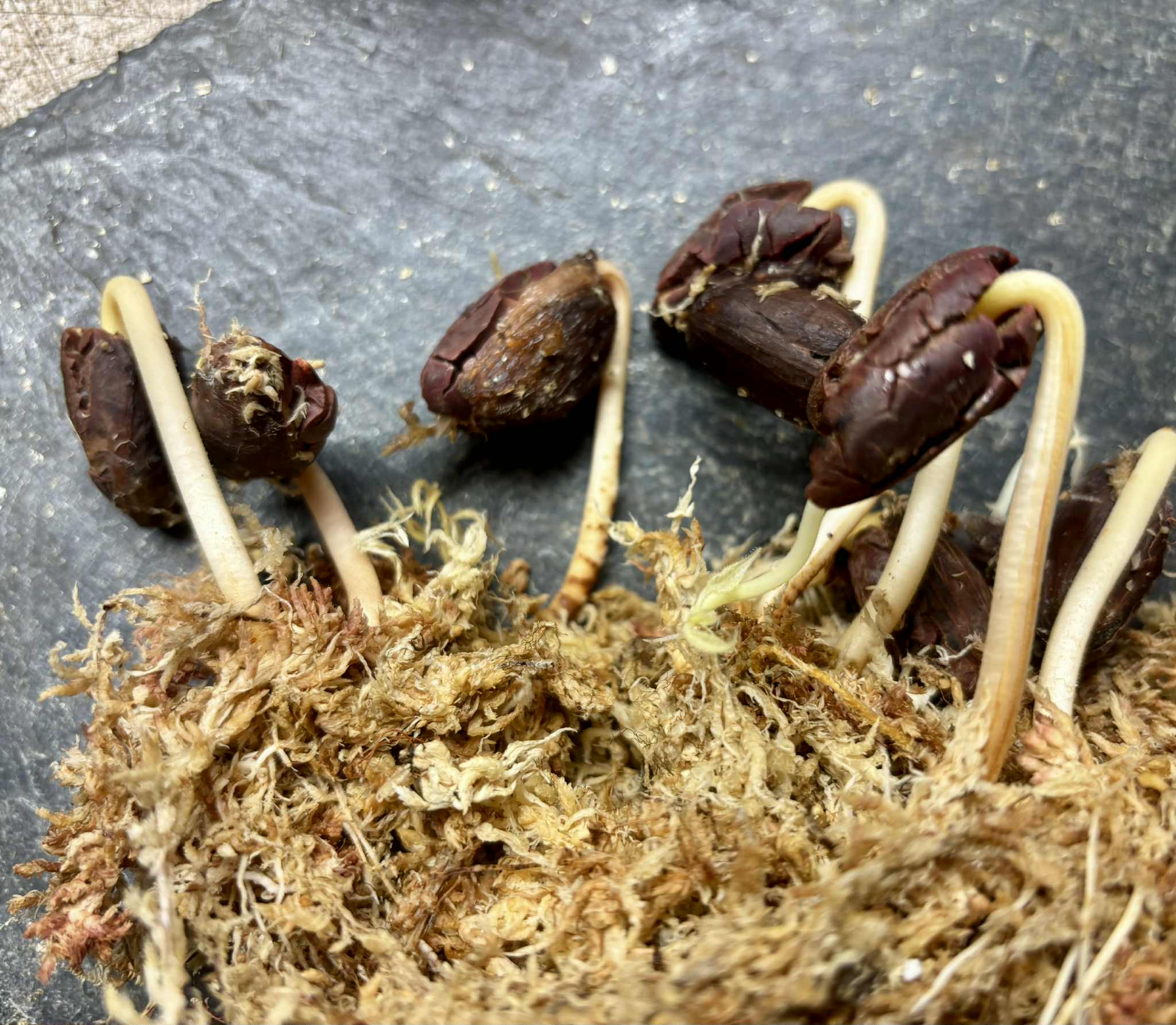 Cocoa - Kakao (Theobroma cacao) var. Trinitario - 1 germinated seed / 1 gekeimter Samen Cocoa - Kakao (Theobroma cacao) var. Trinitario - 1 germinated seed / 1 gekeimter Samen