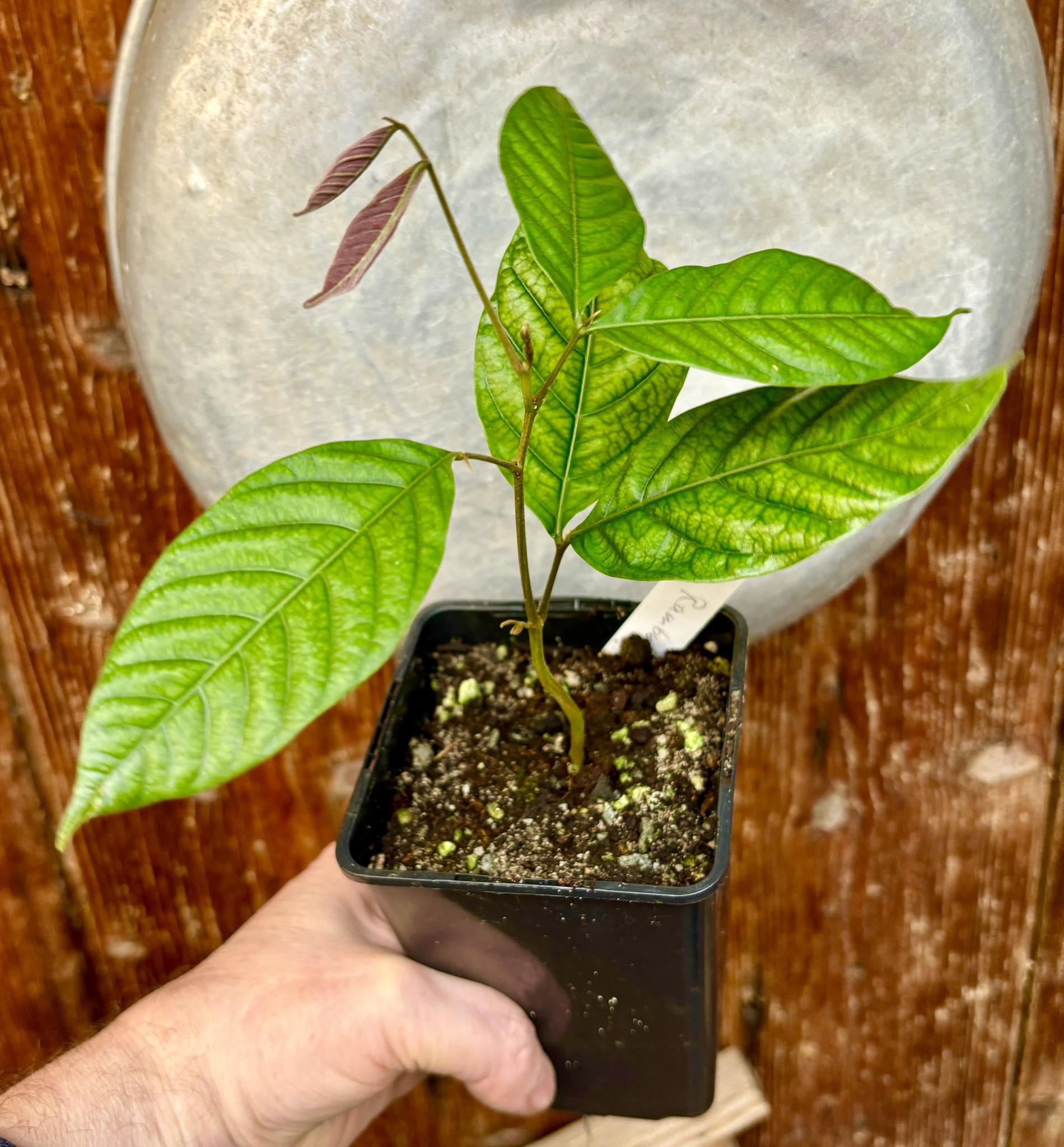 Nephelium lappaceum - Rambutan - 1 potted plant / 1 getopfte Pflanze