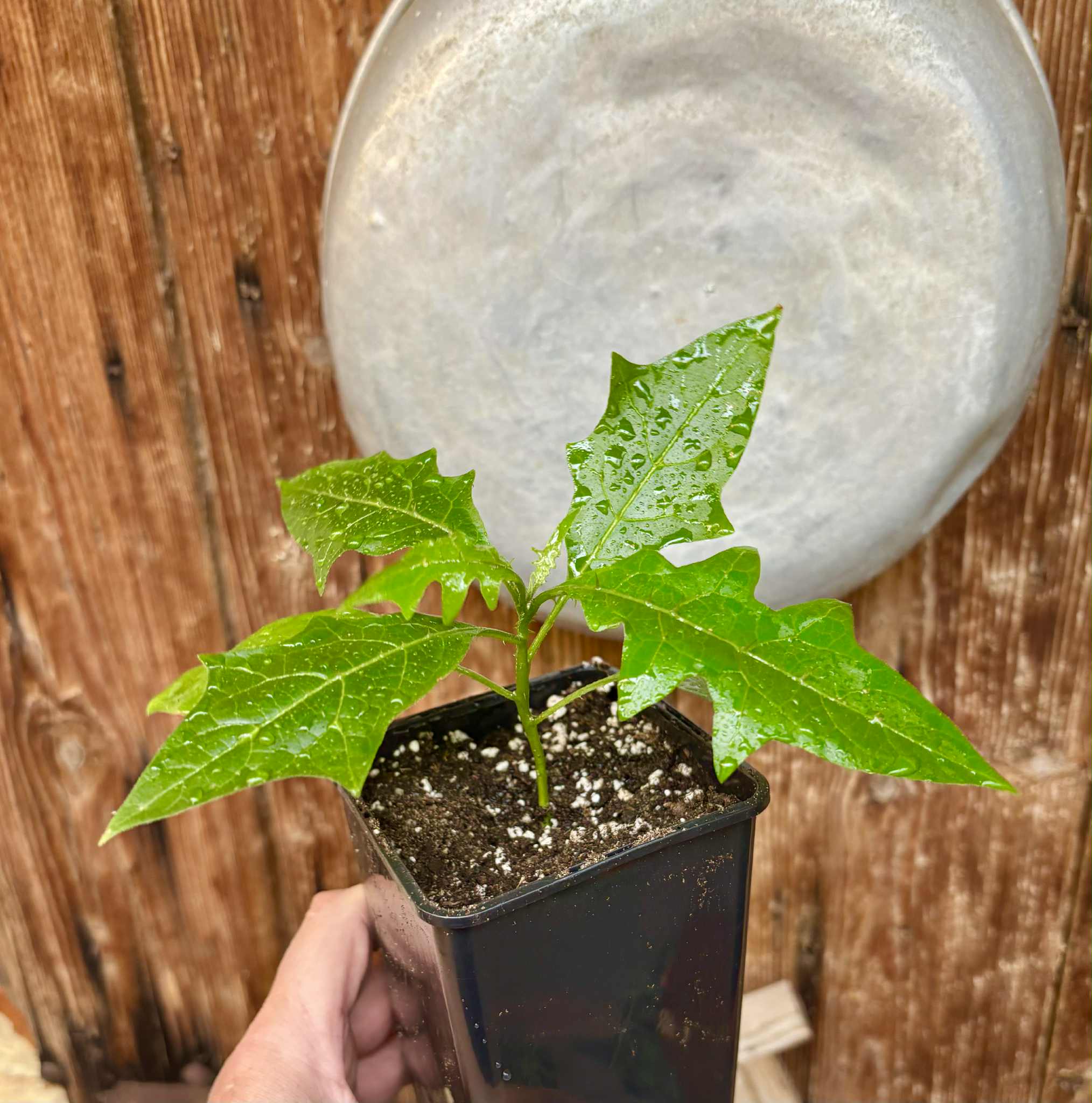 Juá do Jequitinhonha (Solanum schizandrum) - 1 potted seedling / 1 getopfter Sämling