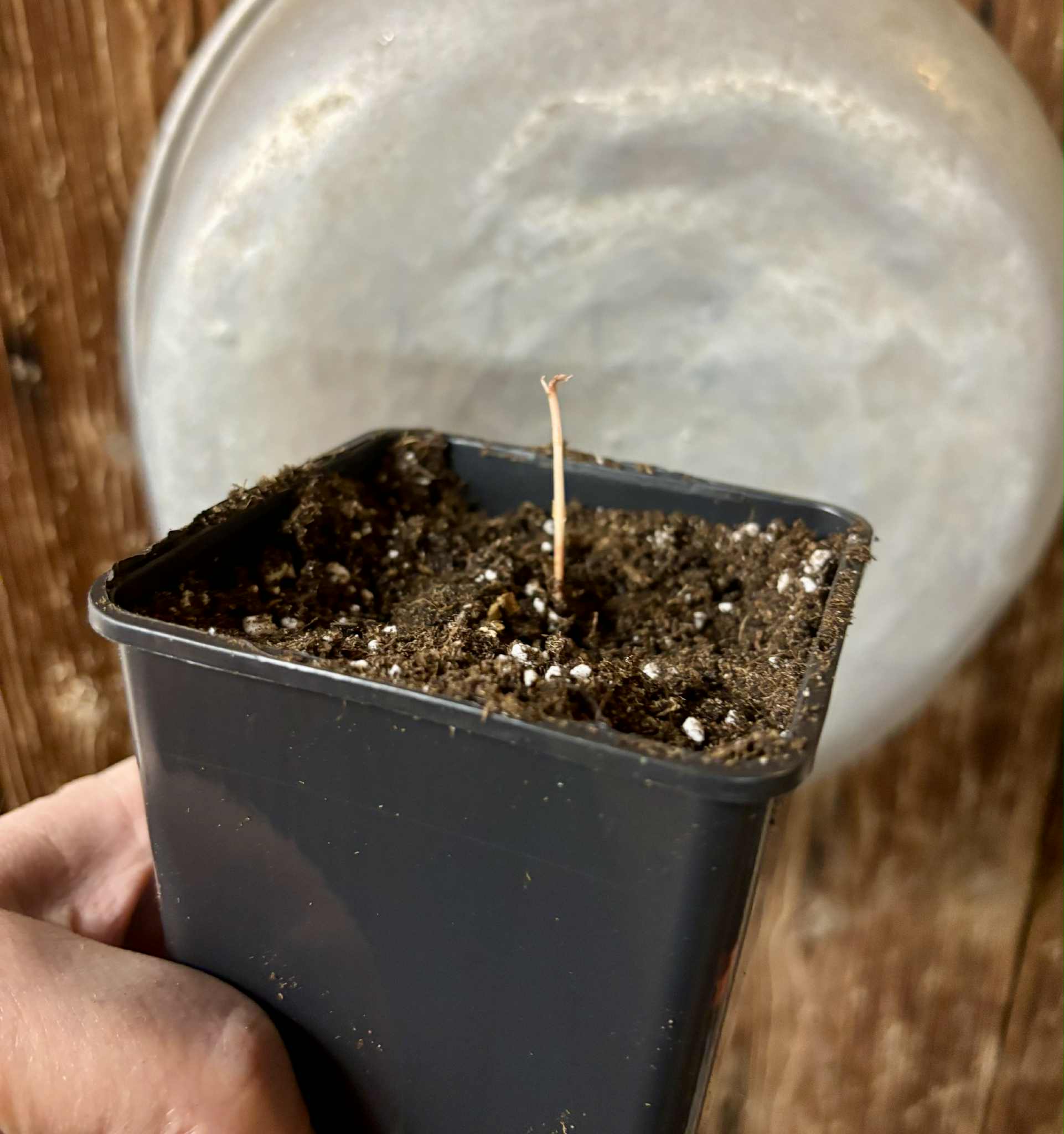 Eugenia sp Ametista - 1 potted seedling / 1 getopfter Sämling