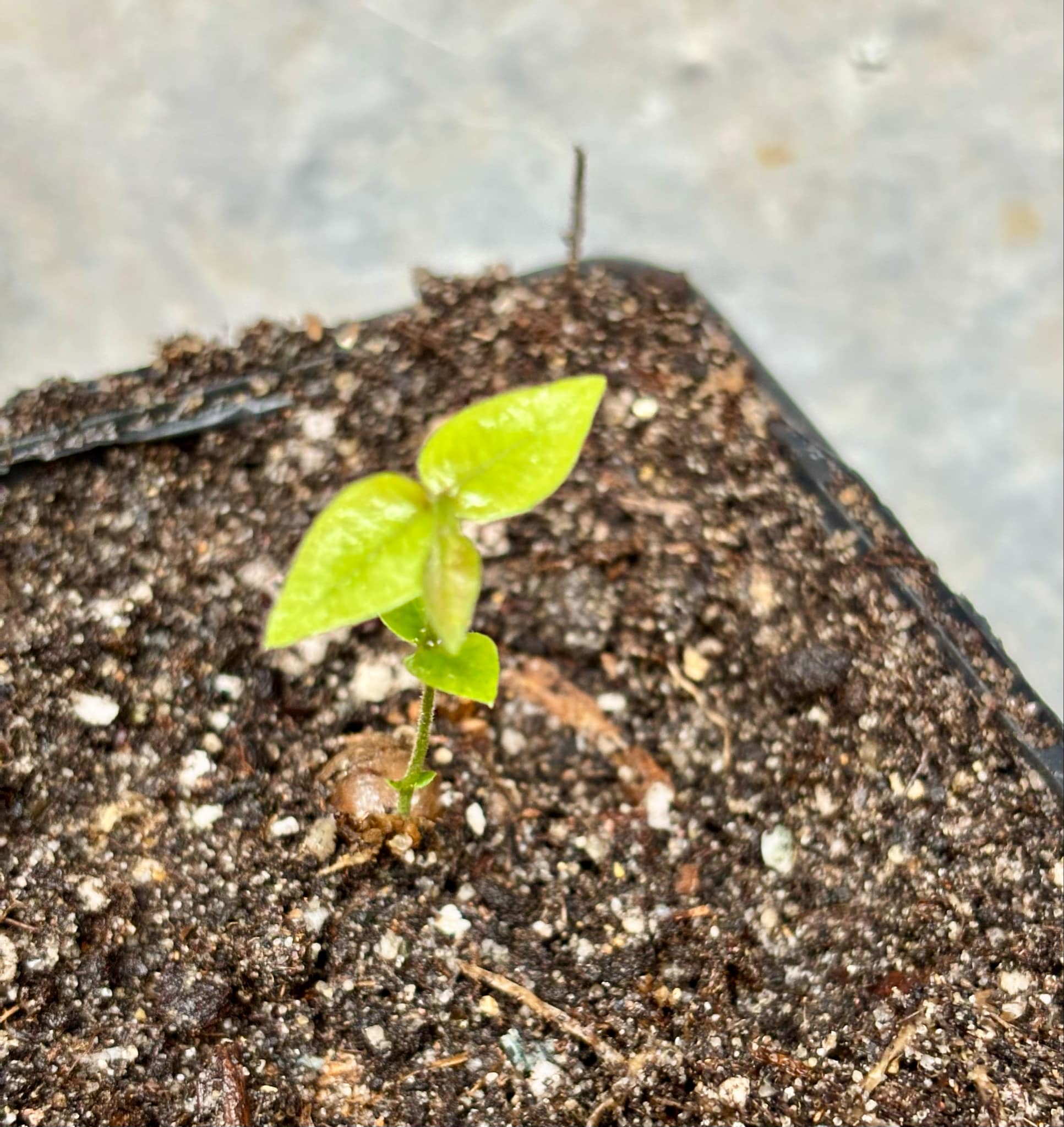 Myrciaria sp Cabeludinha preta (Blue Glomerata) - 1 small pottet seedling / 1 kleiner, getopfter Sämling Myrciaria sp Cabeludinha preta (Blue Glomerata) - 1 small pottet seedling / 1 kleiner, getopfter Sämling