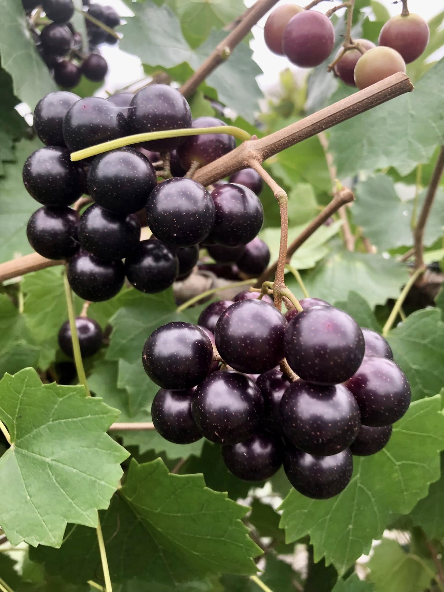 only 1 available - Muscadine var. Noble (Vitis rotundifolia) -  1 potted plant / 1 getopfte Pflanze