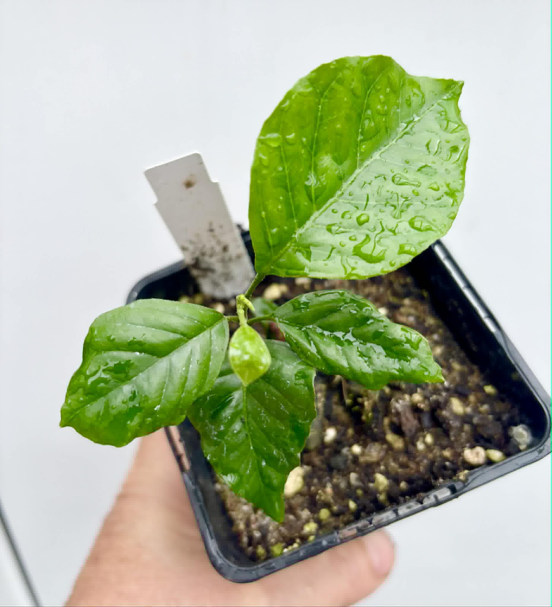 Wampee (Clausena lansium) - 1 potted seedling / 1 getopfter Sämling