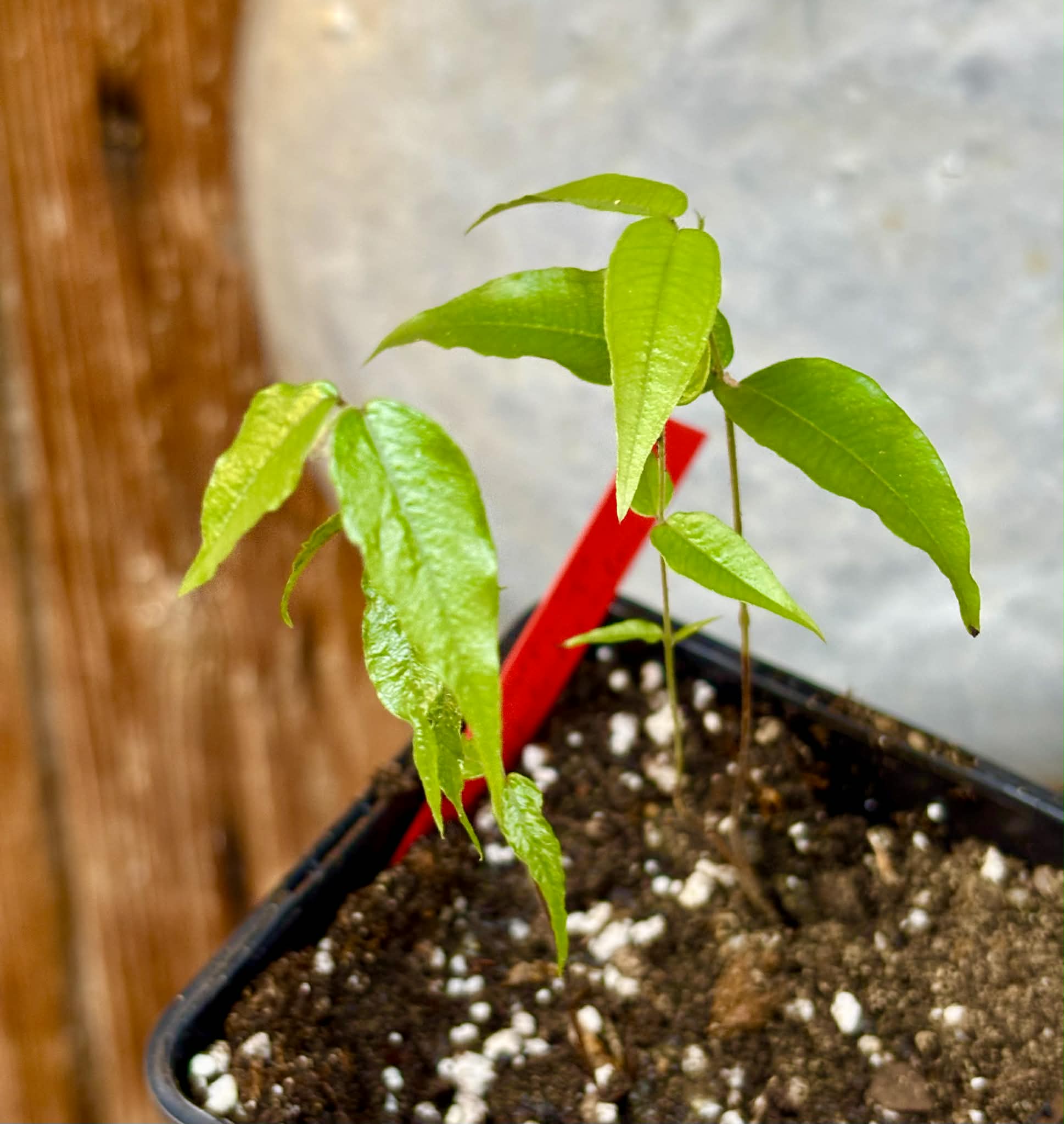 2 in one pot - Myrciaria sp Jaboticaba - 1 potted plant / 1 getopfte Pflanze Kopie