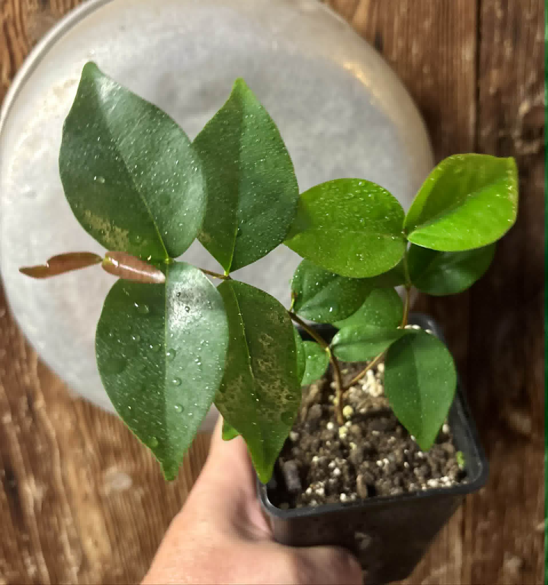 Eugenia uniflora var. Gigante Pitangao  - 1 potted seedling / 1 getopfter Sämling