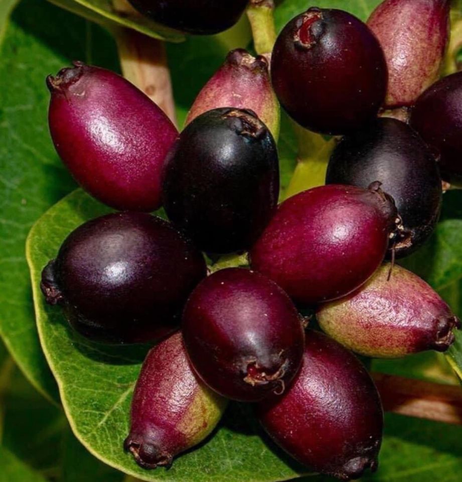Syzygium cordatum - Water berry - 1 potted plant / 1 getopfte Pflanze