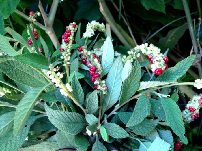 Erva baleeira  (Cordia verbenacia) - 1 potted plant / 1 getopfte Pflanze