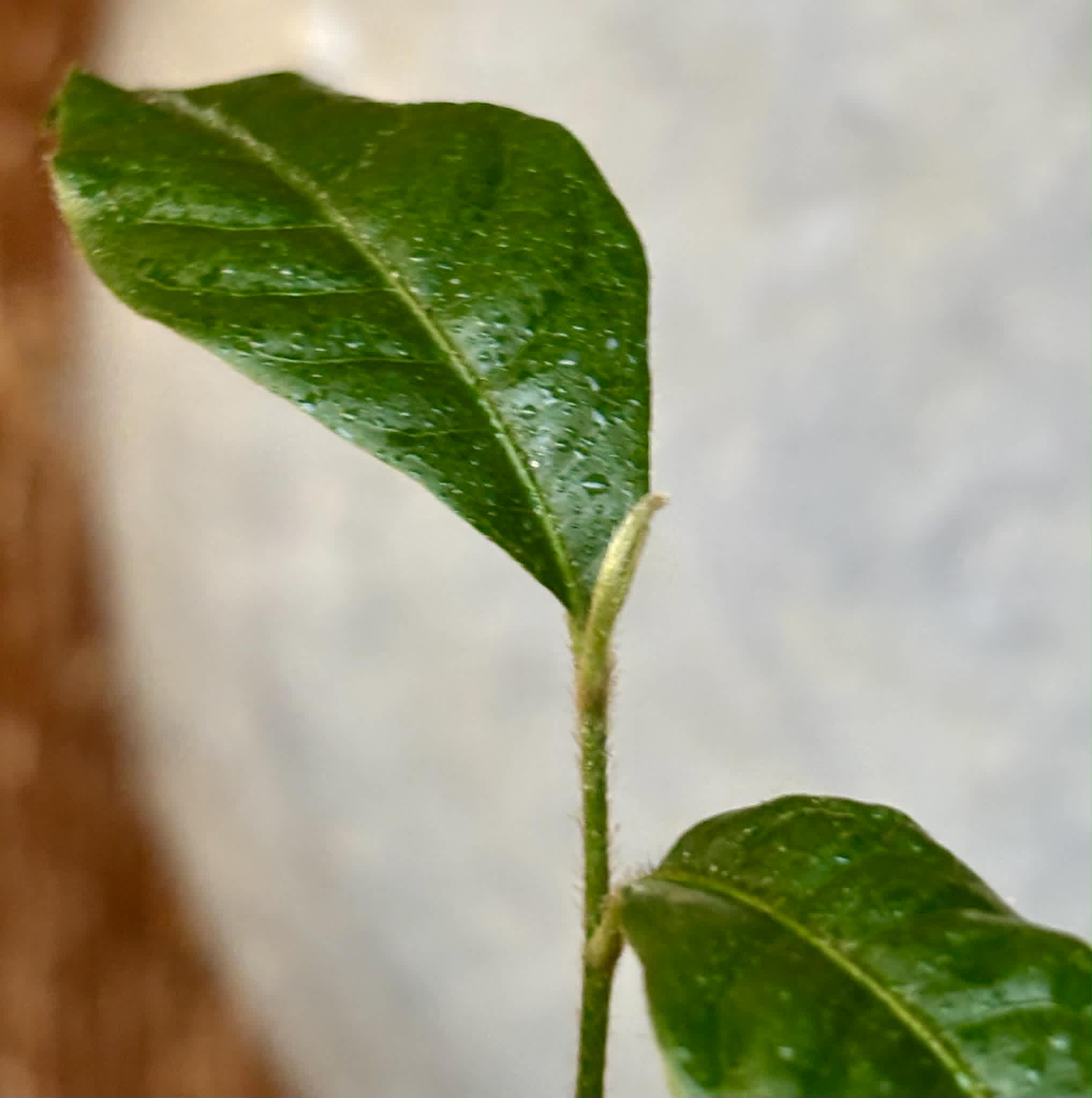 Goiapeba - Chrysophyllum sp Sao Joao - 1 potted seedling / 1 getopfter Sämling