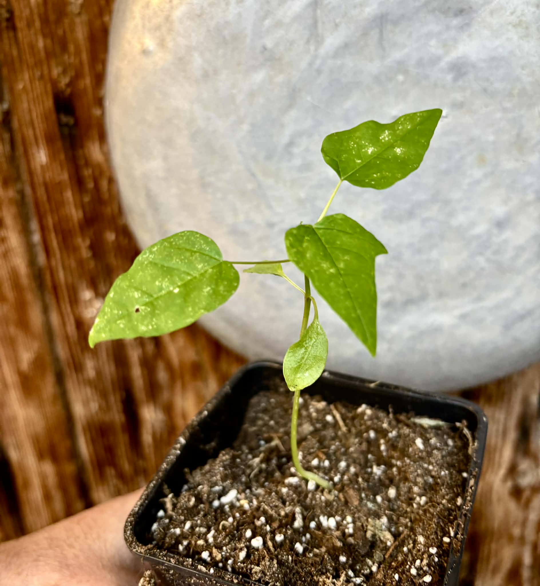 Variegated Papaya (Carica papaya) - 1 potted seedling / 1 getopfter Sämling