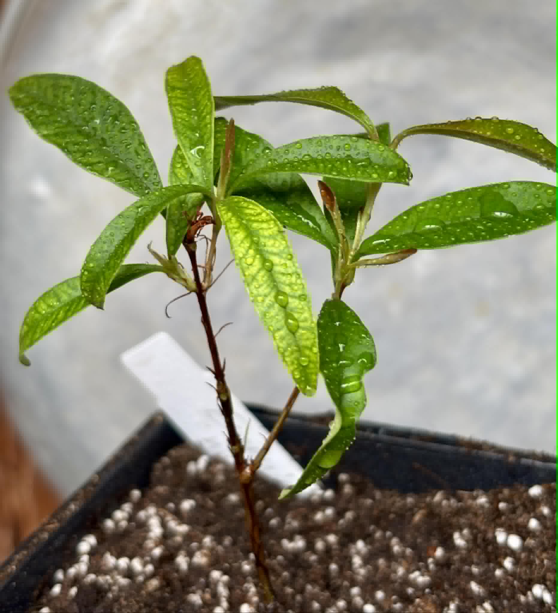 Eugenia nutans - 1 potted seedling / 1 getopfter Sämling