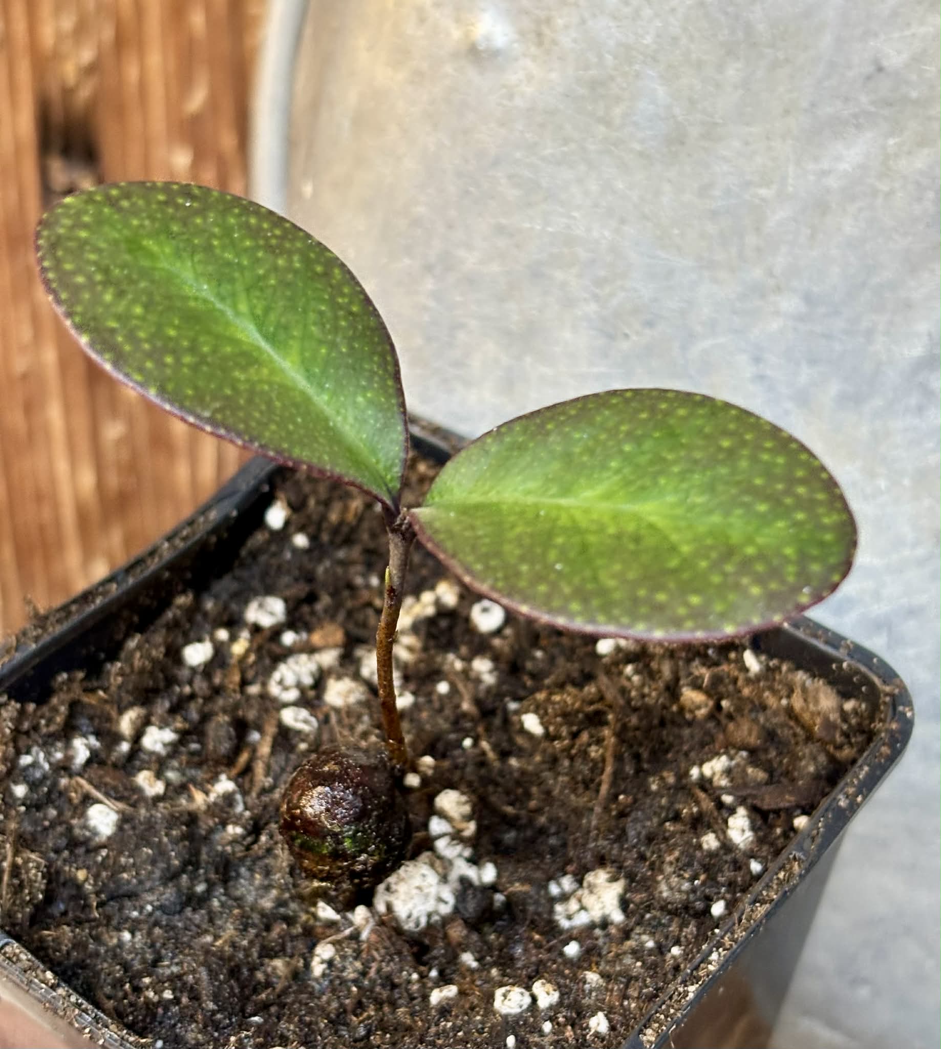 Eugenia sp Pindoca - 1 potted seedling / 1 getopfter Sämling