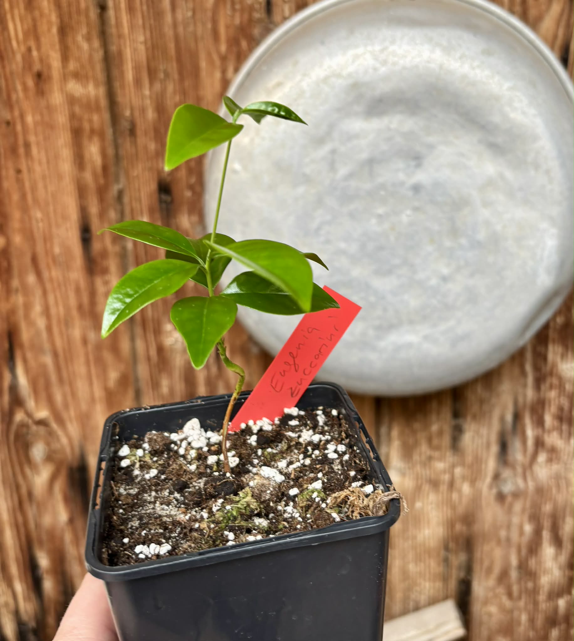 Eugenia zuccarini - 1 potted seedling / 1 getopfter Sämling