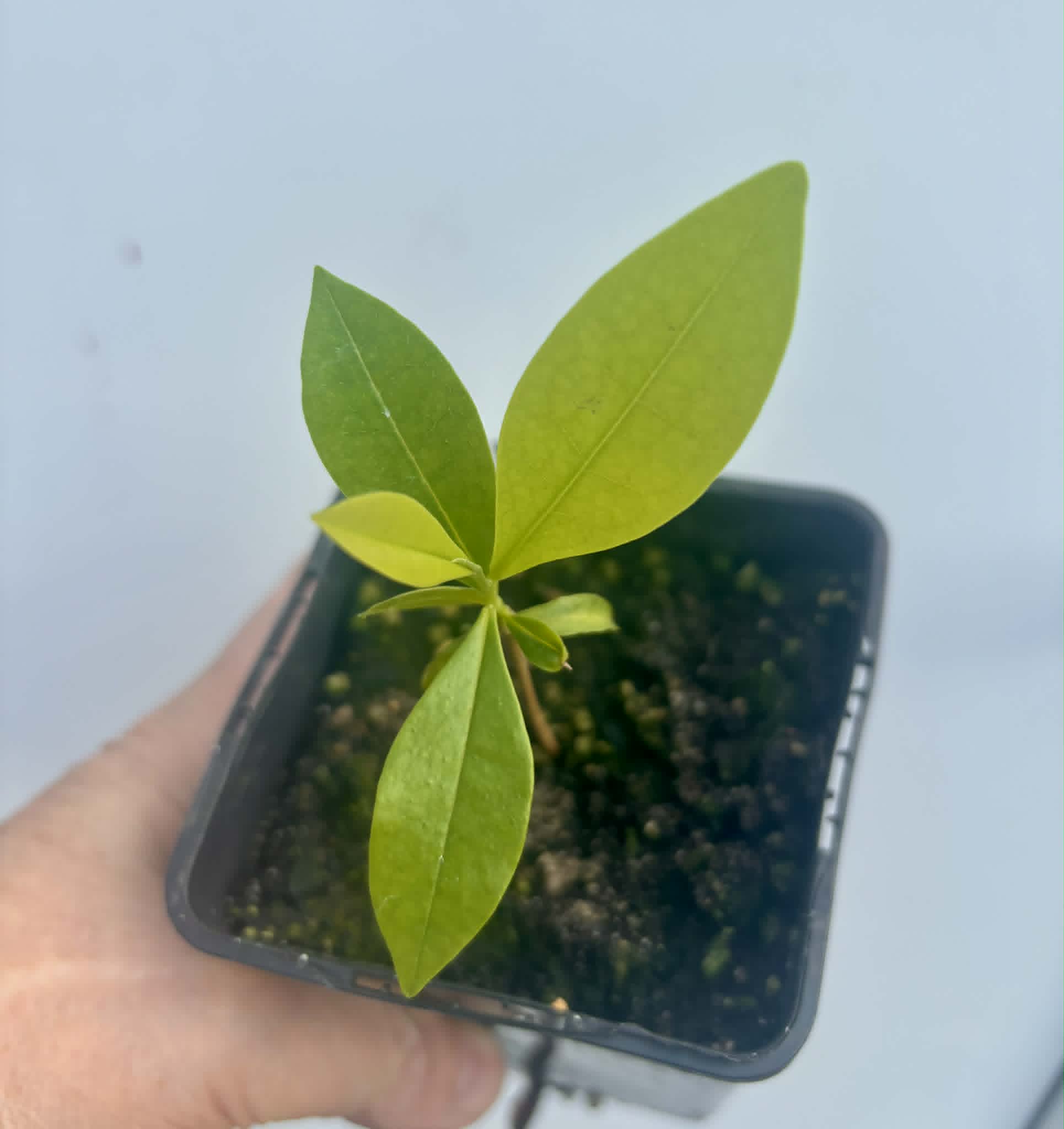 Duguetia lanceolata - Pindaiba - 1 potted seedling / 1 getopfter Sämling