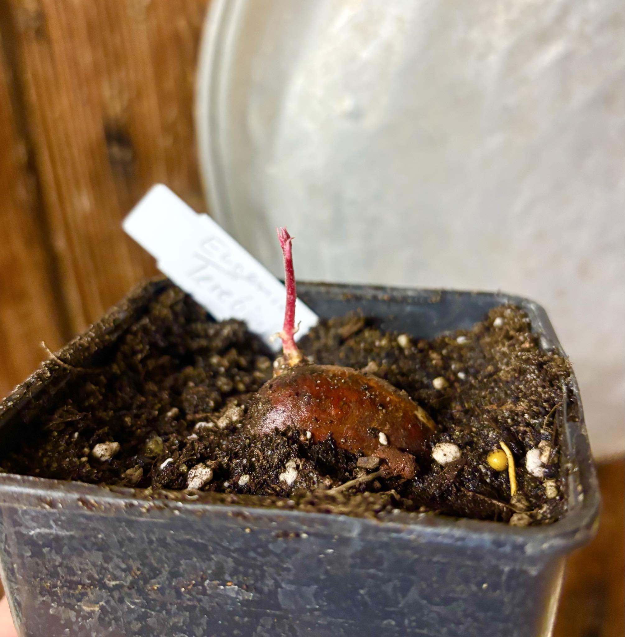 Eugenia sp Terebinthina - 1 potted seedling / 1 getopfter Sämling