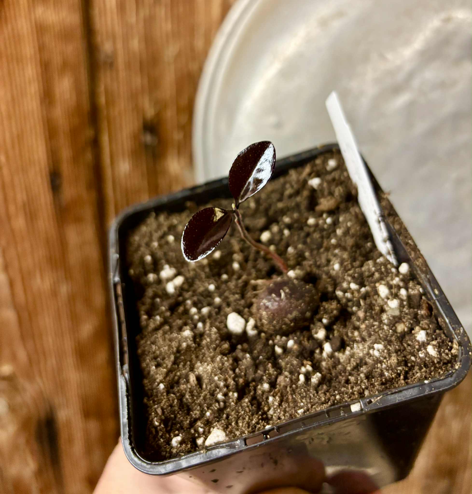 Eugenia sp Pindoca - 1 potted seedling / 1 getopfter Sämling