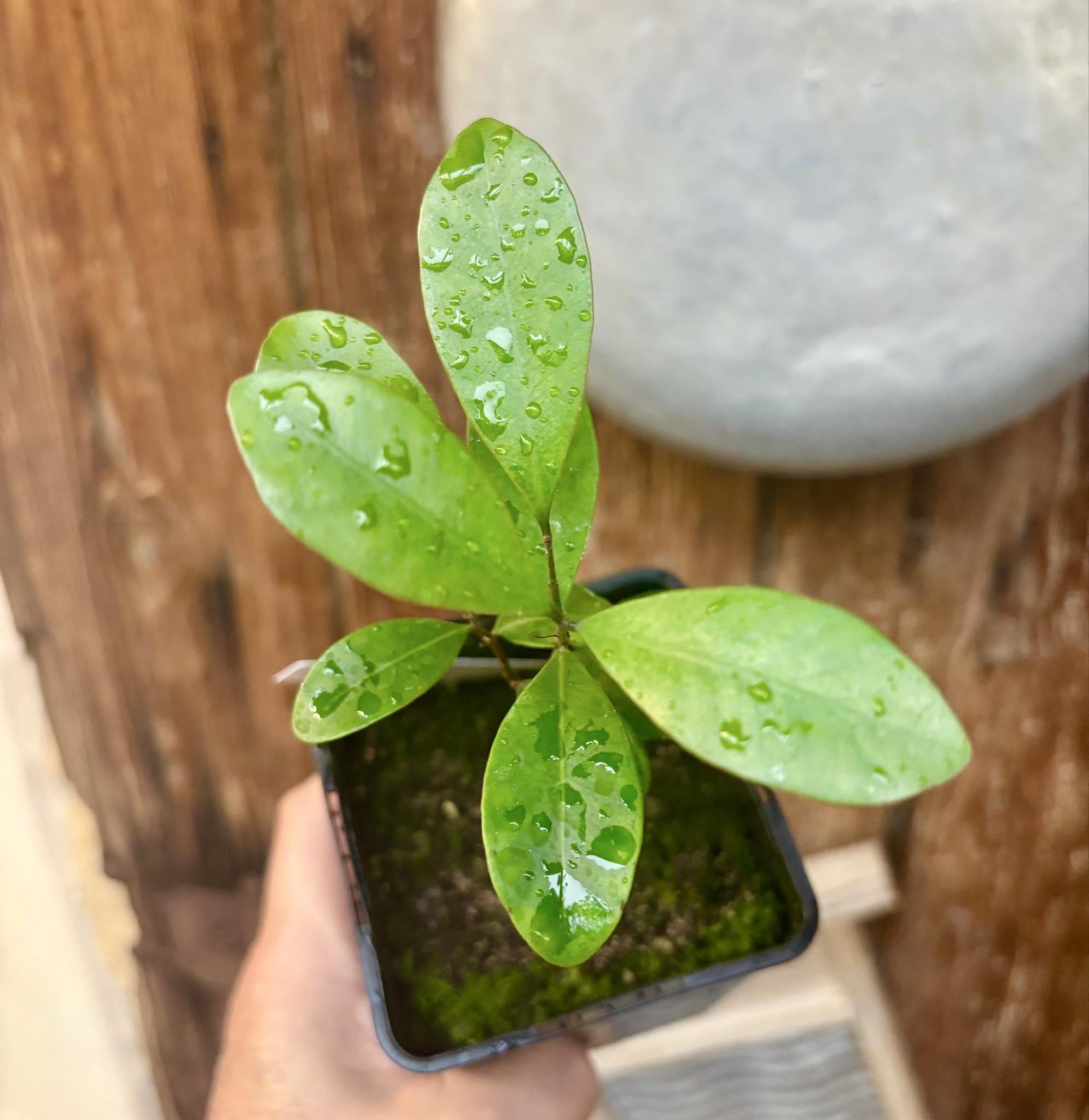 Myrcia sp Jequitinhonha - 1 potted seedling / 1 getopfter Sämling