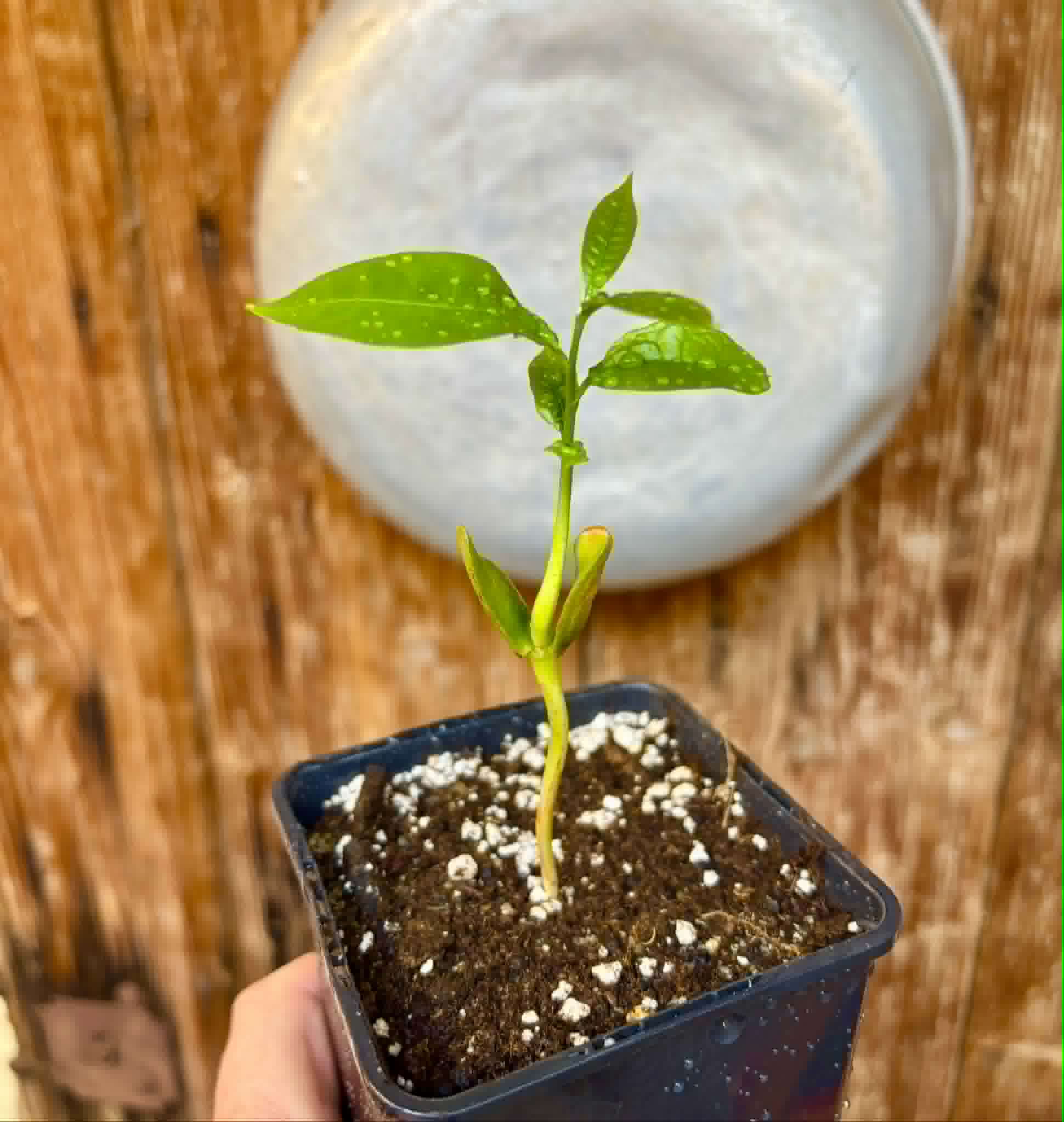 Chrysophyllum sp Abiu Rondonia - 1 potted seedling / 1 getopfter Sämling