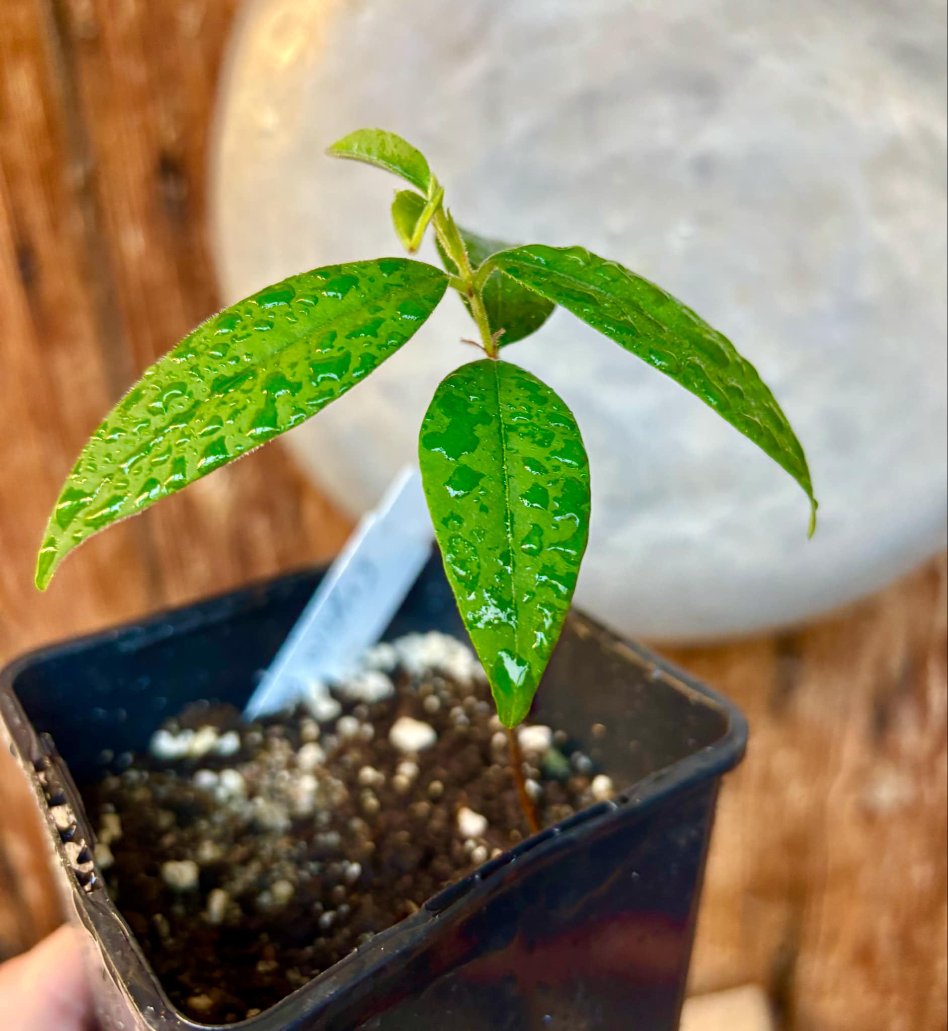 Eugenia oblongata - 1 potted plant / 1 getopfte Pflanze