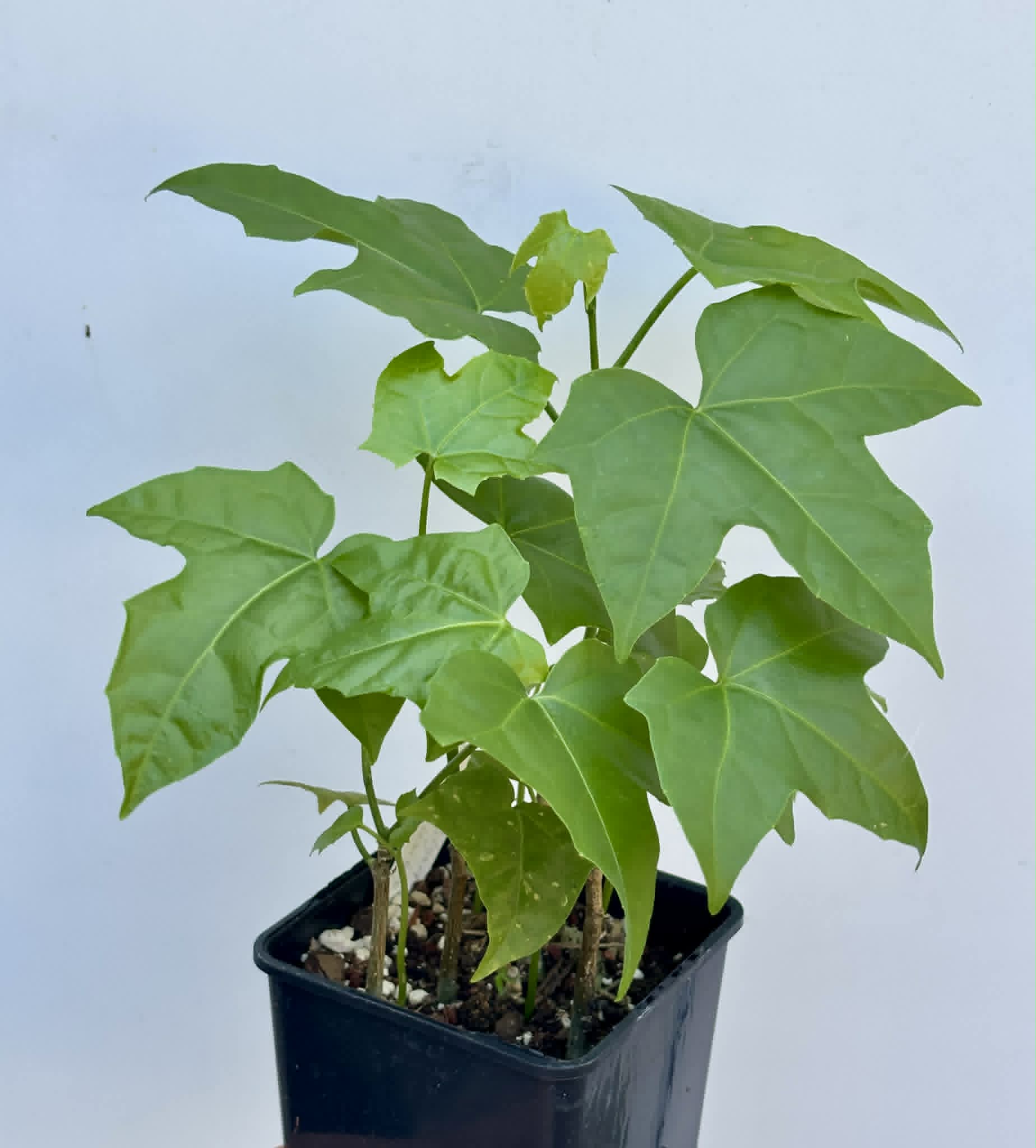 10 in 1 pot - Psiguria umbrosa - 10 seedlings in one pot / 10 Sämlinge in einem Topf