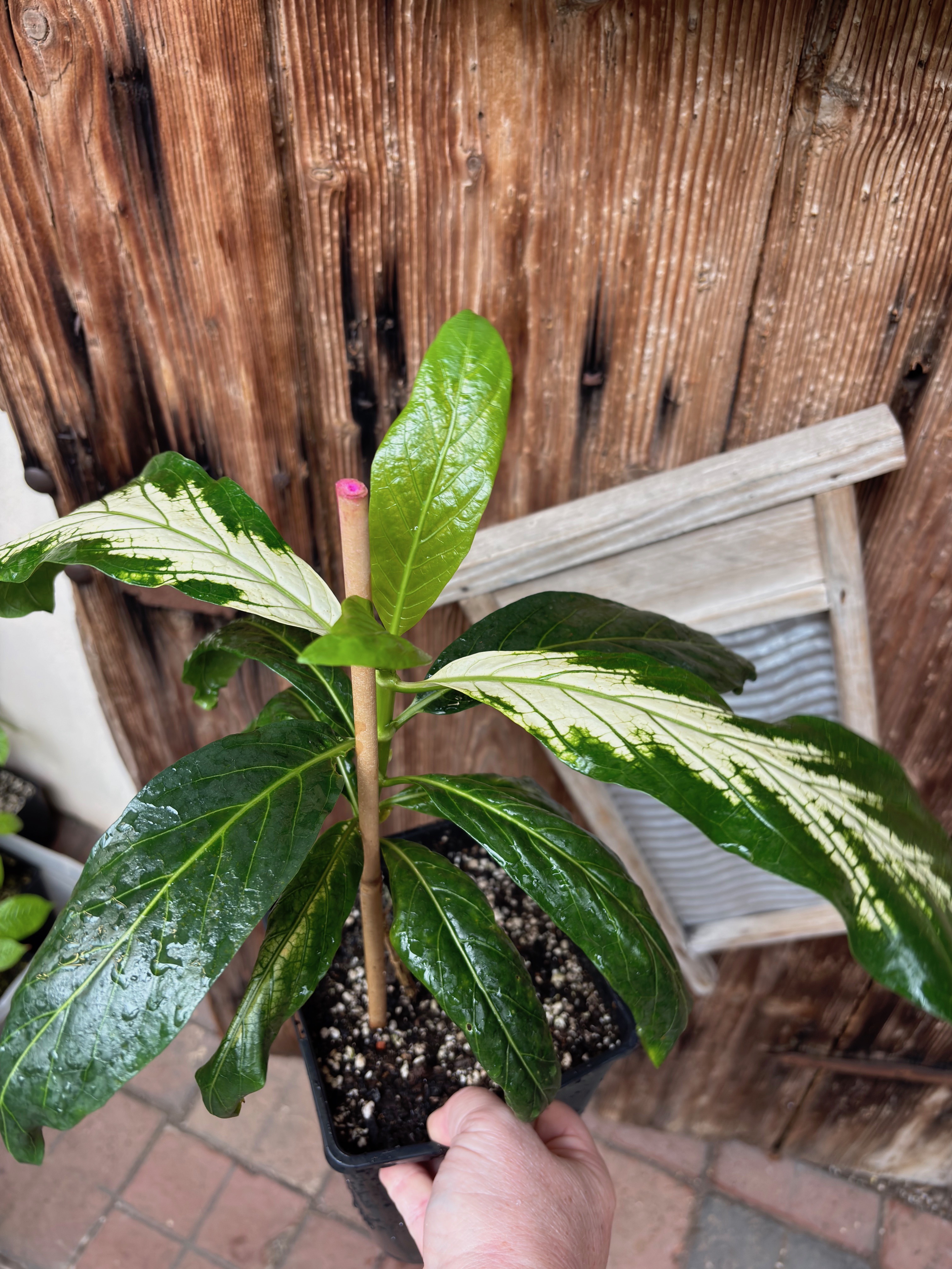 Noni Variegated (Morinda citrifolia) - 1 potted bigger plant / 1 getopfte größere Pflanze 