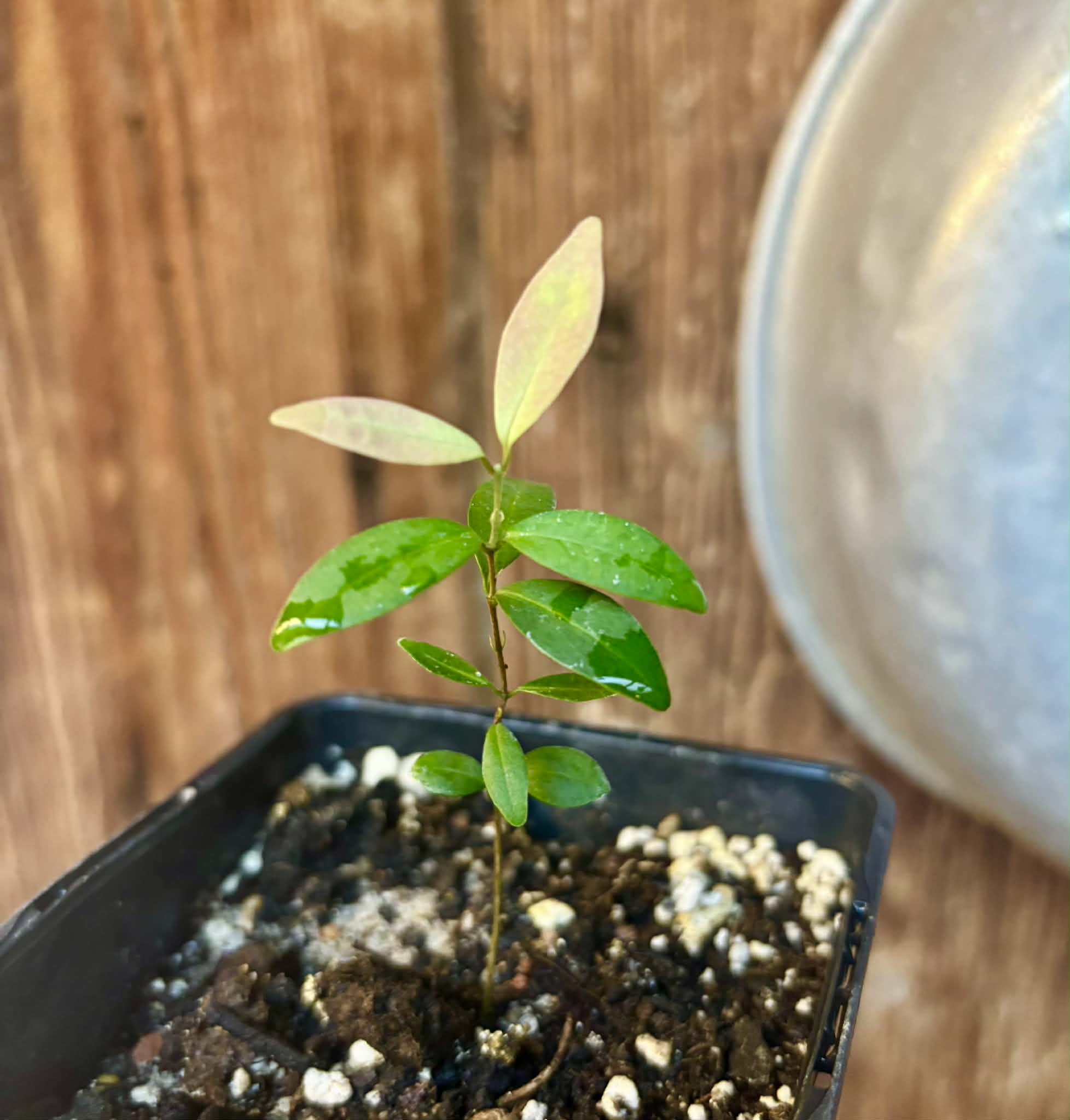 Eugenia sp Uvitas -  1 small potted seedling / 1 kleiner, getopfter Sämling