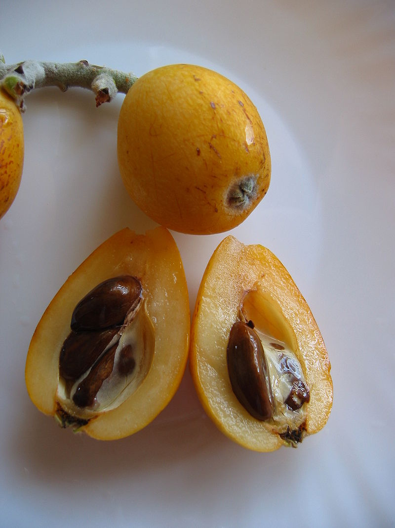 Eriobotrya japonica - Wollmispel - Loquat - 1 fresh seed / 1 frischer Samen