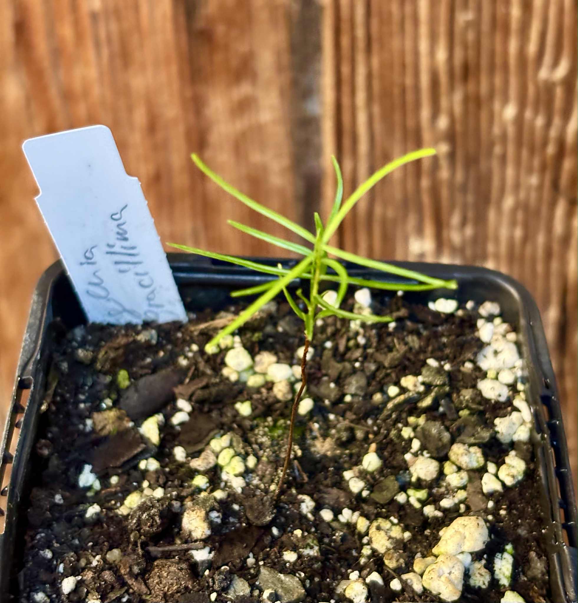 only one seedling available - Fruto da Murta (Eugenia gracillima) - 1 small potted seedling / 1 kleiner, getopfter Sämling