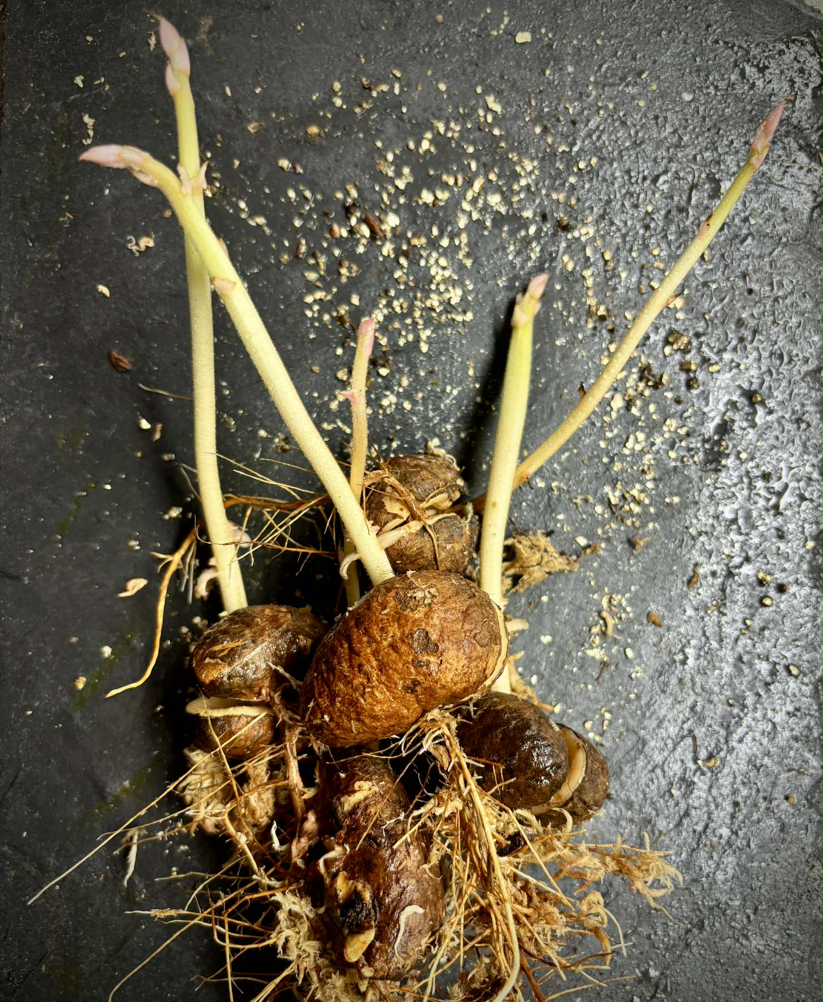 Cynometra malaccensis -  1 germinated seed / 1 gekeimter Samen