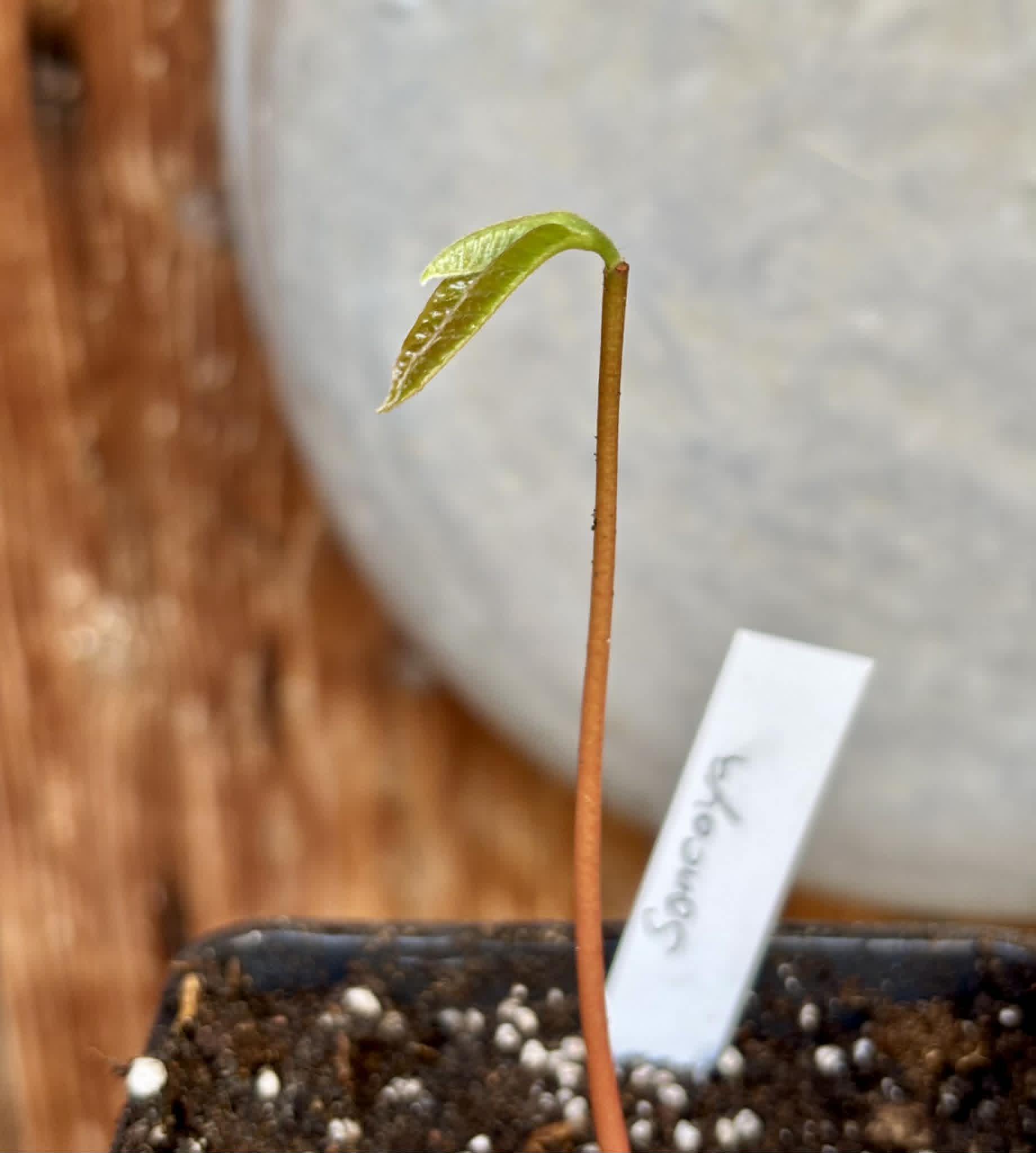 Annona purpurea - Soncoya - 1 potted plant / 1 getopfte Pflanze