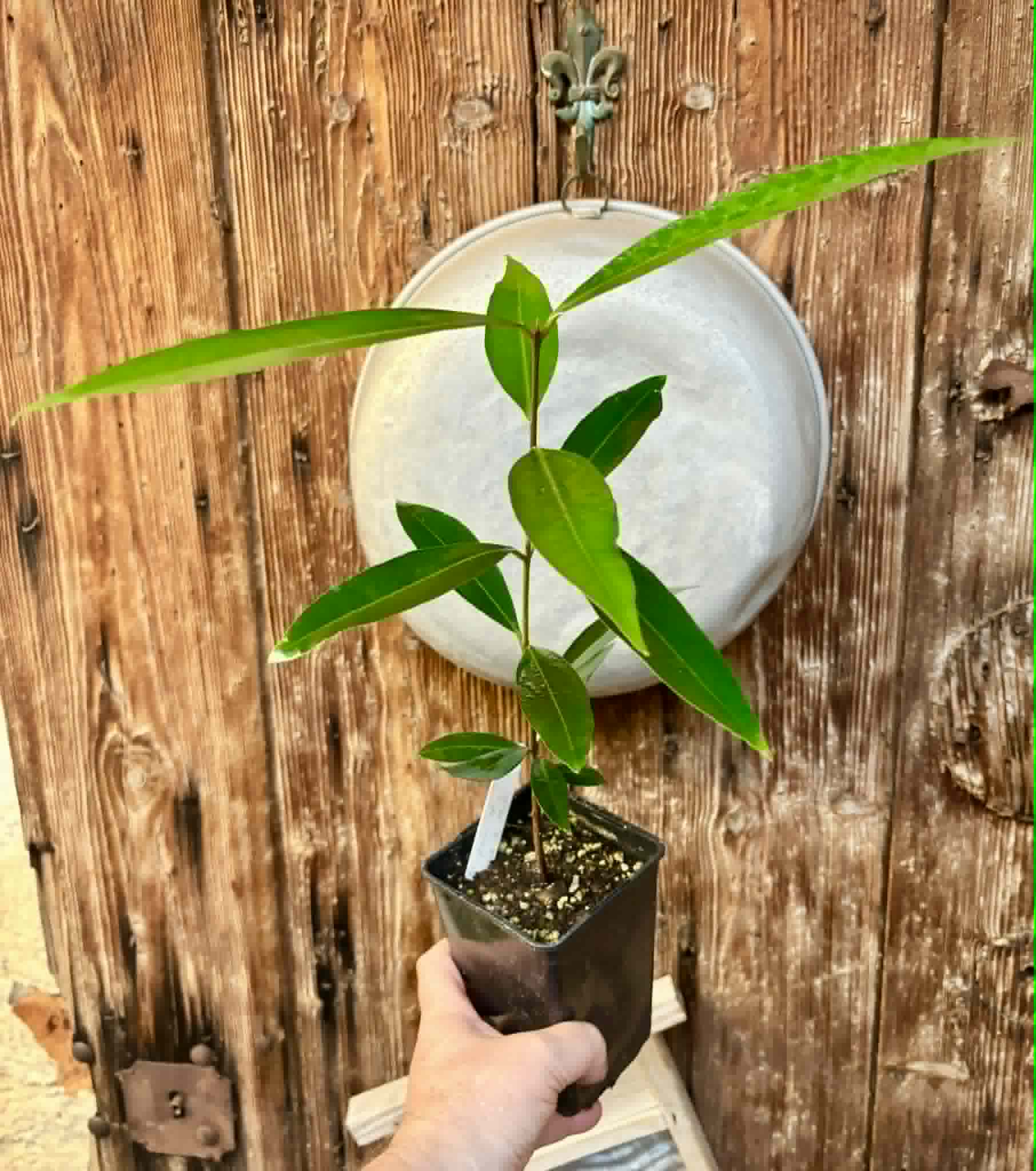 Eugenia sp Jambo da Mata -  1  potted seedling / 1 getopfter Sämling