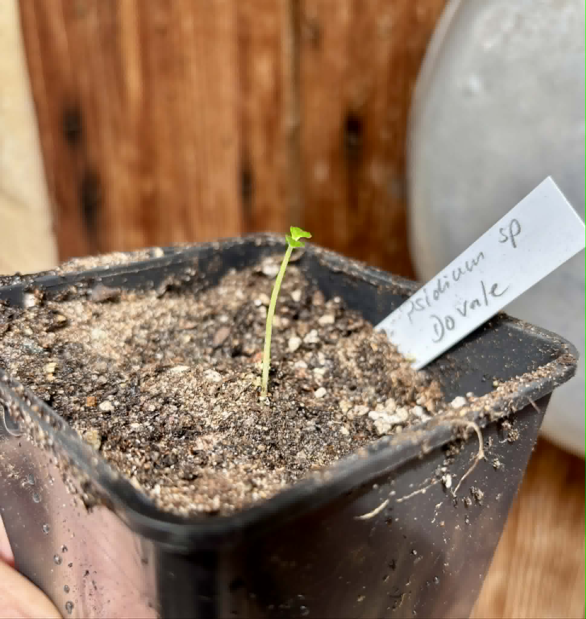 Psidium sp Dovale -  1 potted seedling / 1 getopfter Sämling